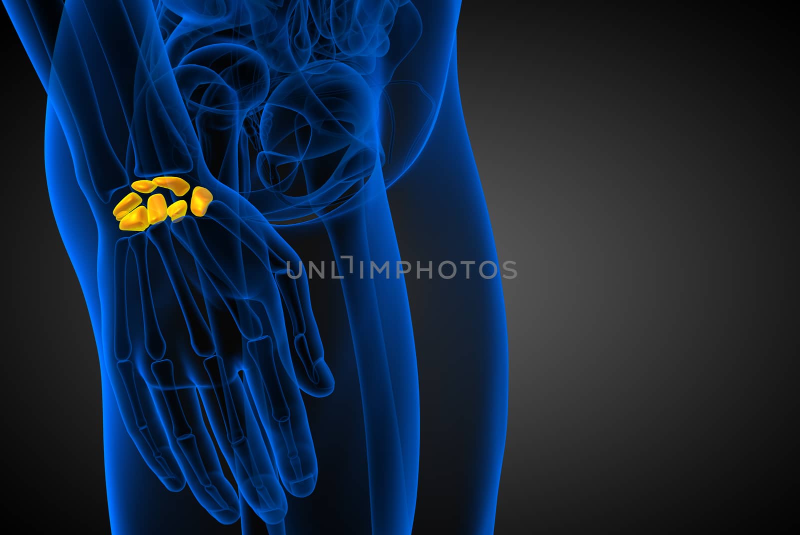 3d rendered illustration of the human carpal bones - side view