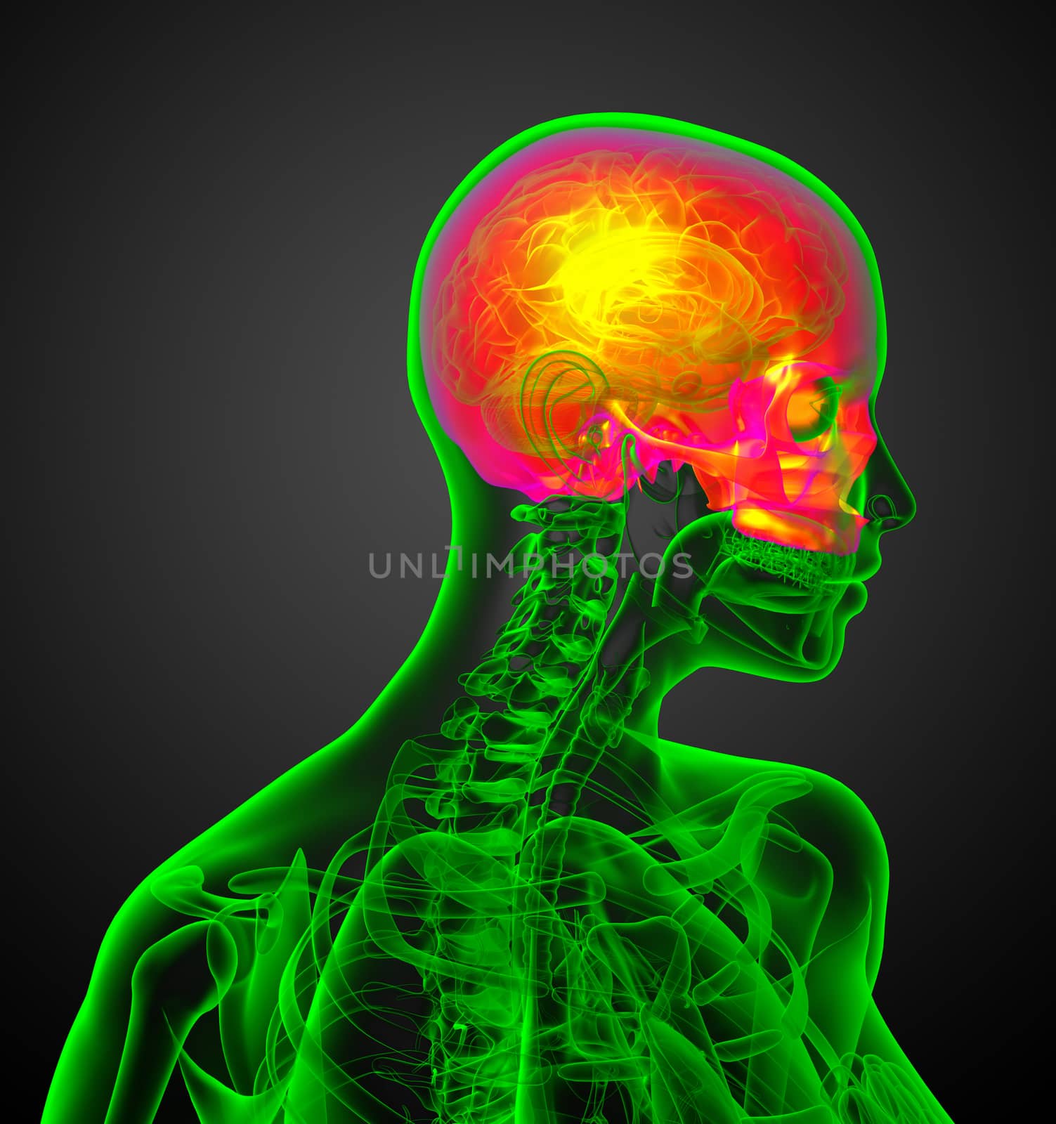 3d render medical illustration of the upper skull by maya2008