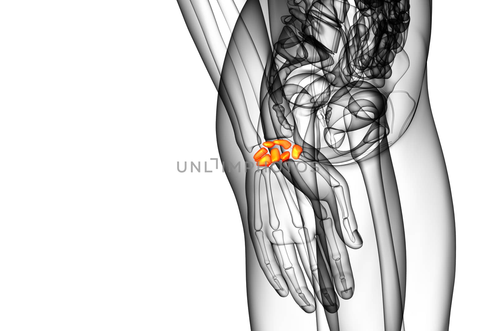3d rendered illustration of the human carpal bones - side view