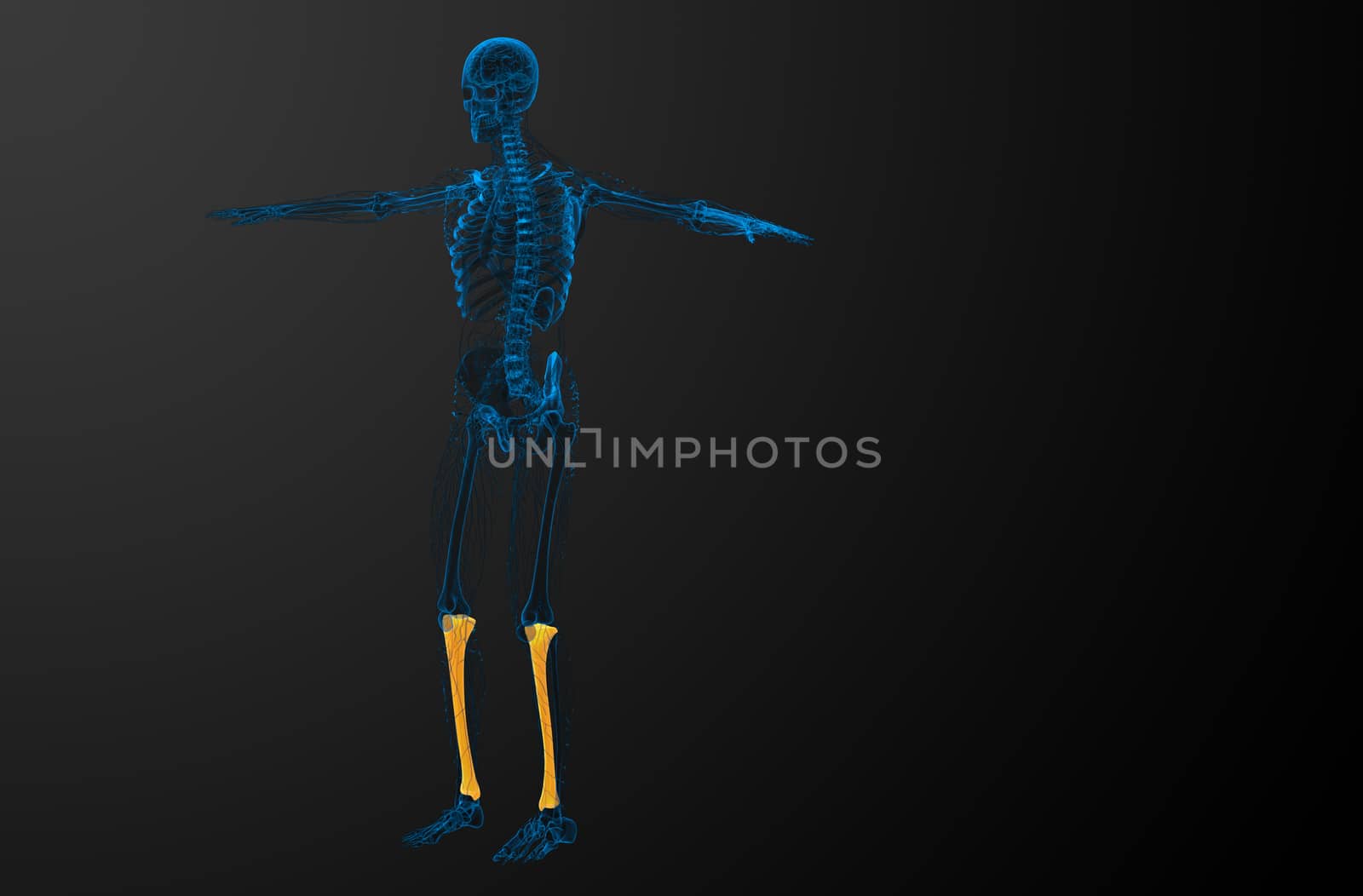 3d render medical illustration of the tibia bone - side view