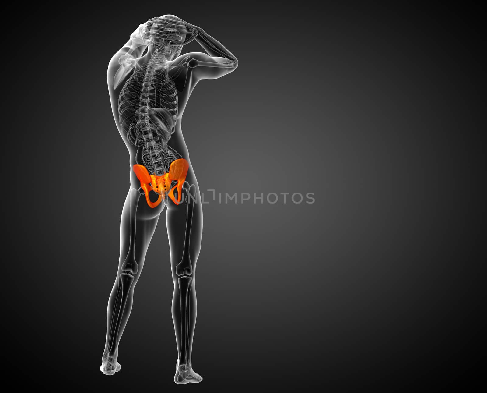 3D medical illustration of the pelvis bone by maya2008