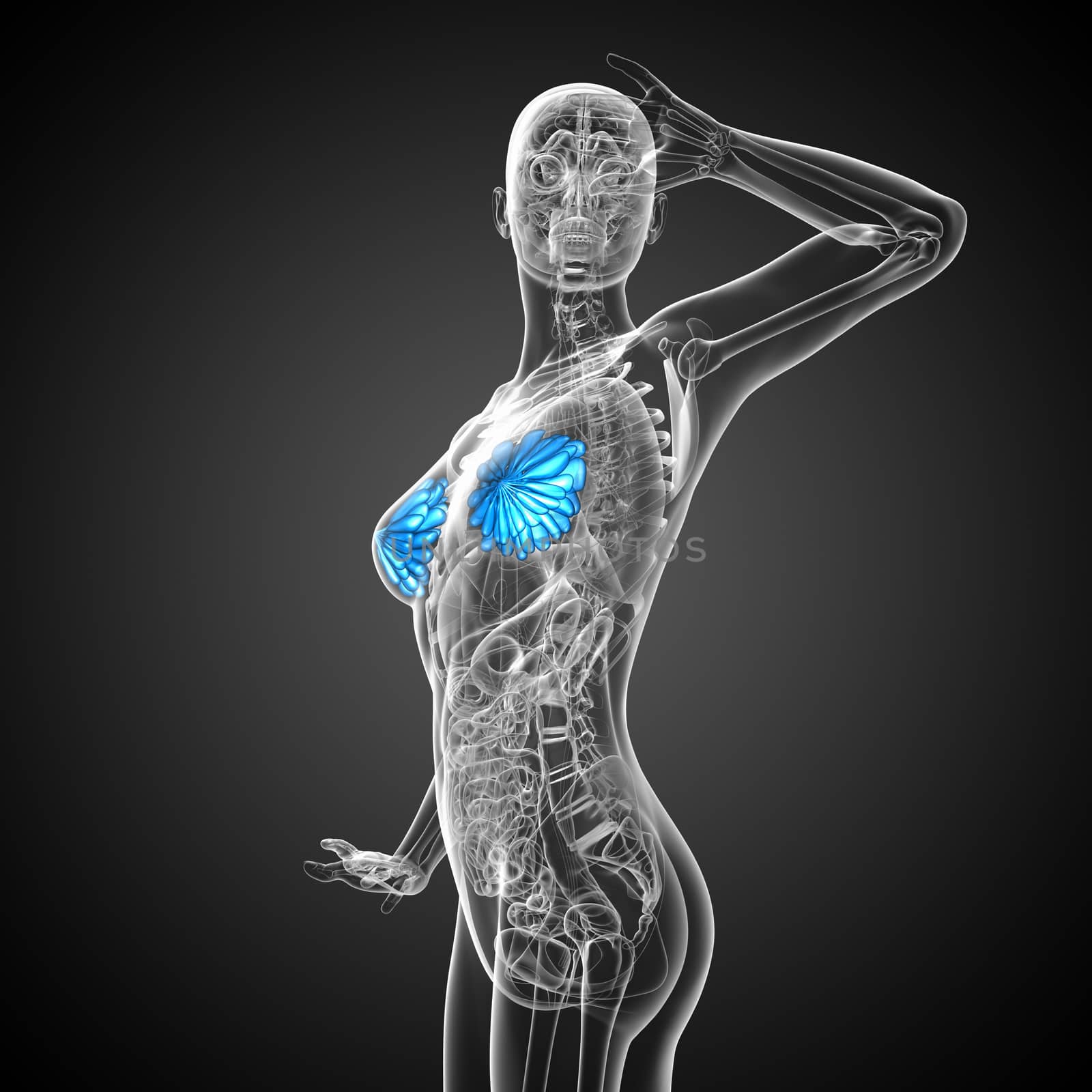 3d render medical illustration of the human breast  by maya2008