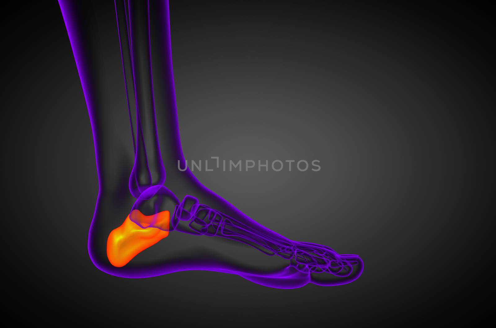 3d render medical illustration of the calcaneus bone - side view