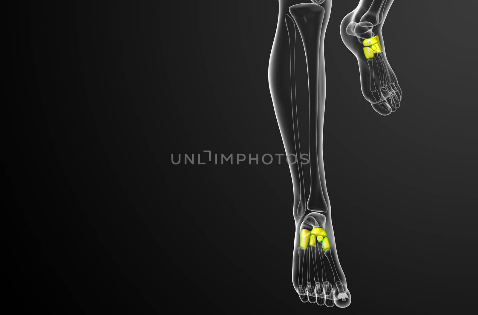 3d render medical illustration of the midfoot bone - front view