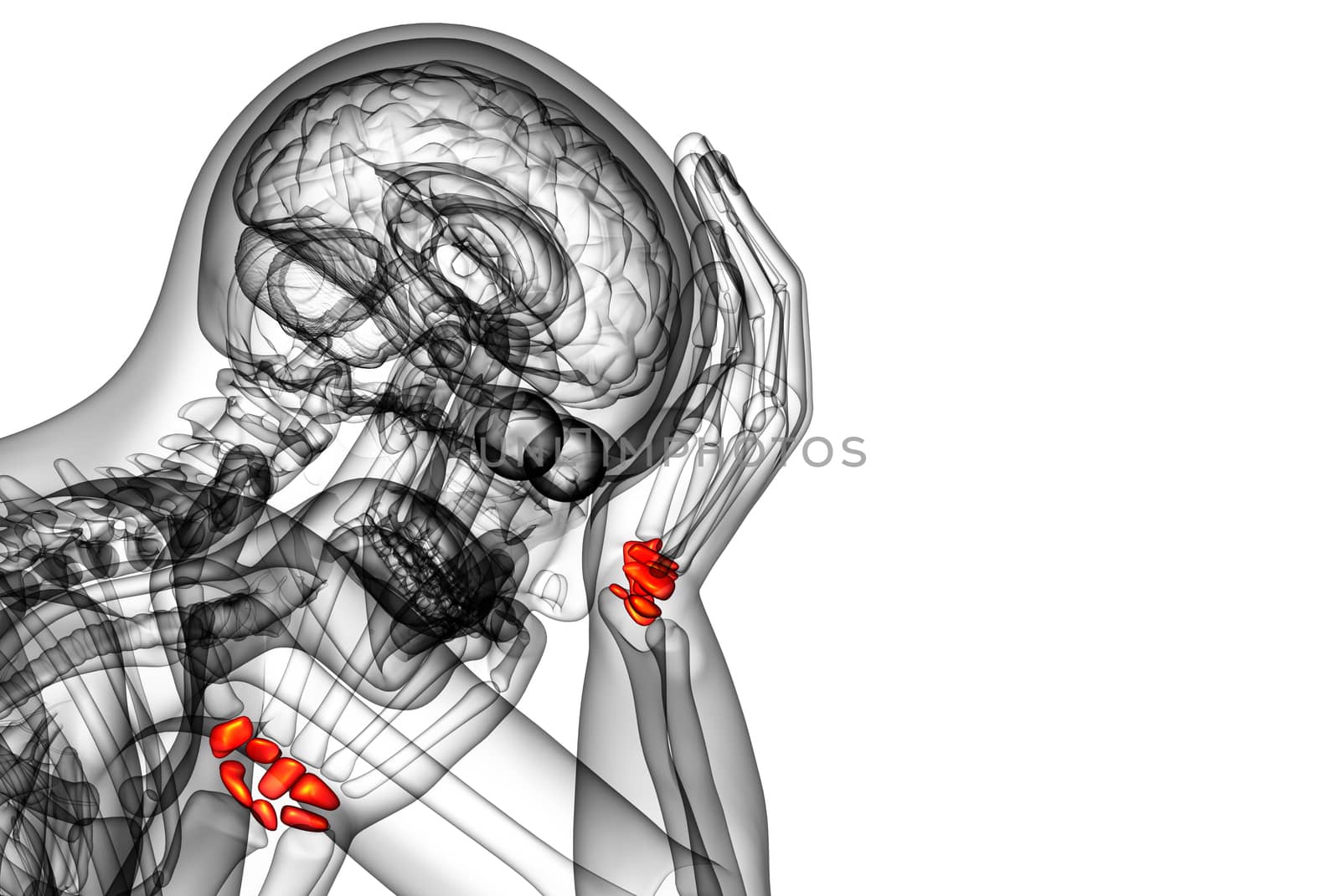 3d rendered illustration of the human carpal bones - side view