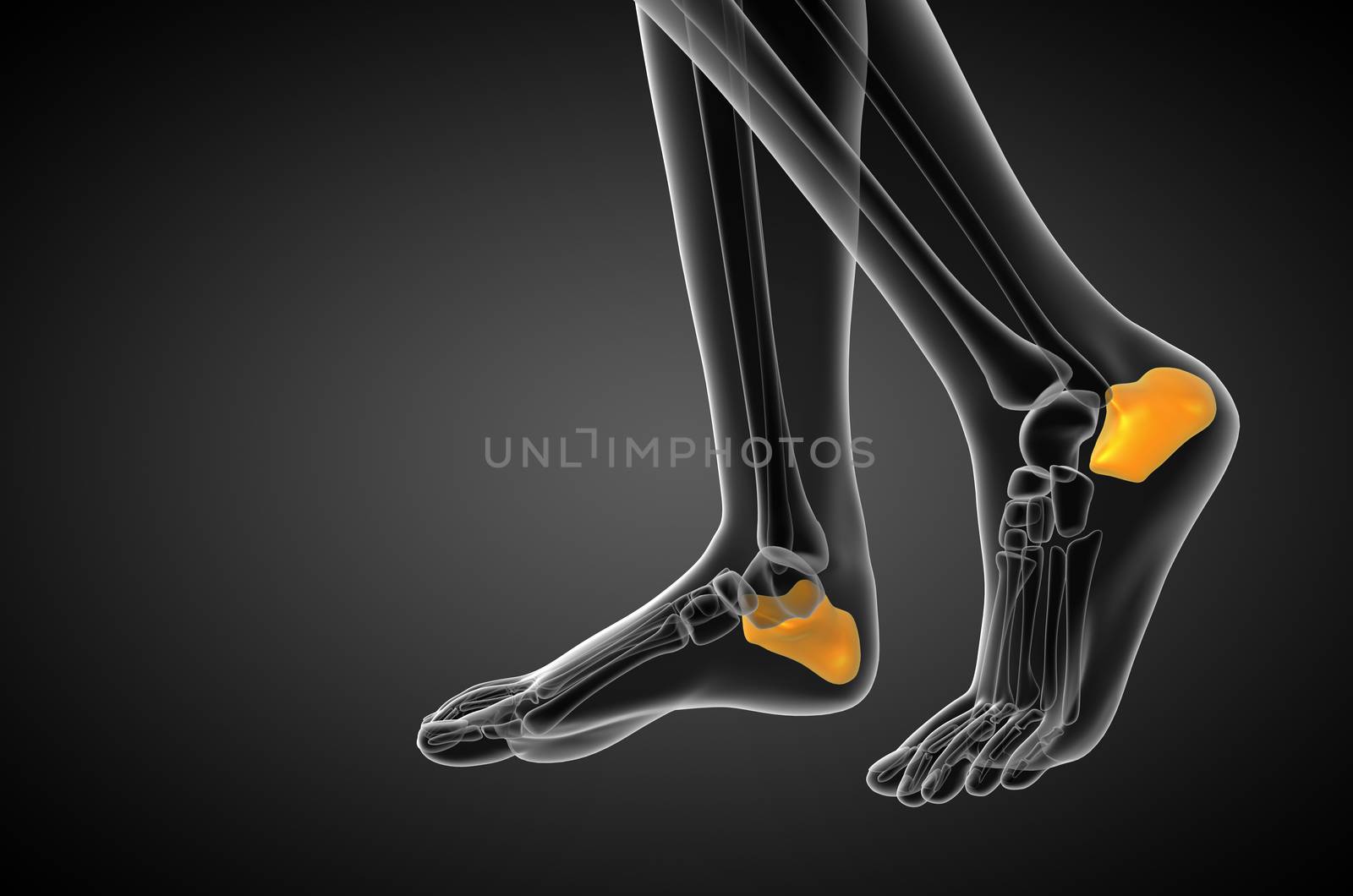 3d render medical illustration of the calcaneus bone by maya2008