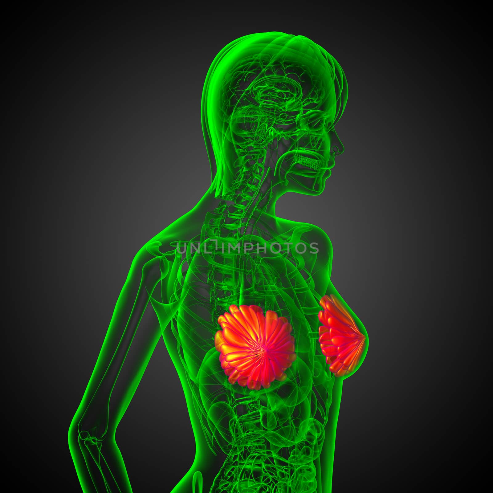 3d render medical illustration of the human breast  - side view