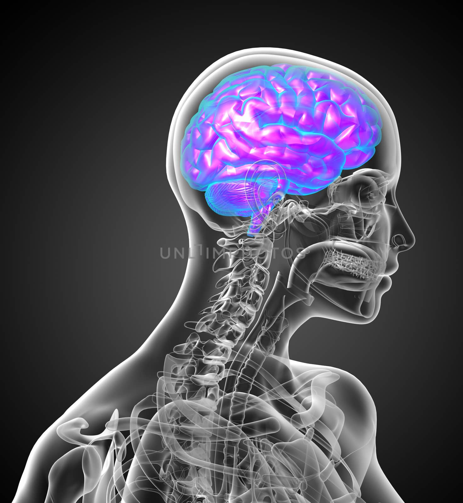 3d render medical illustration of the human brain by maya2008
