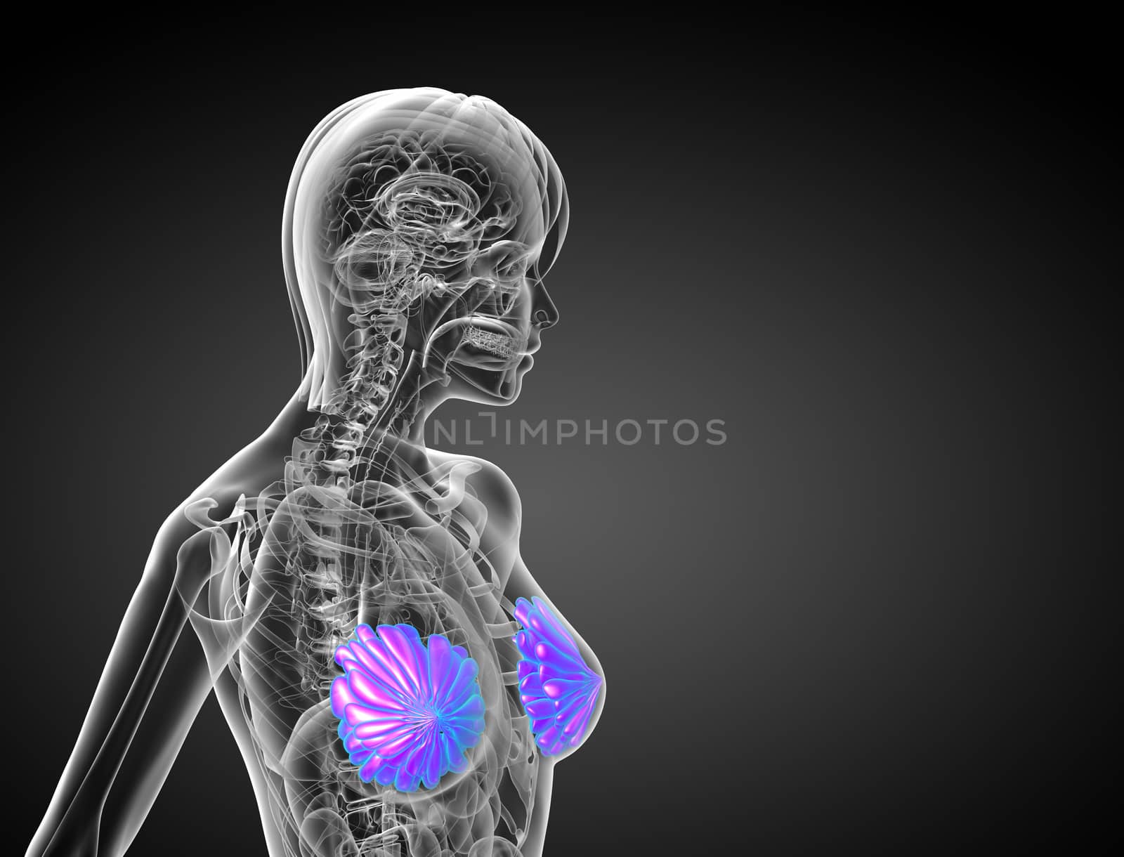 3d render medical illustration of the human breast - side view