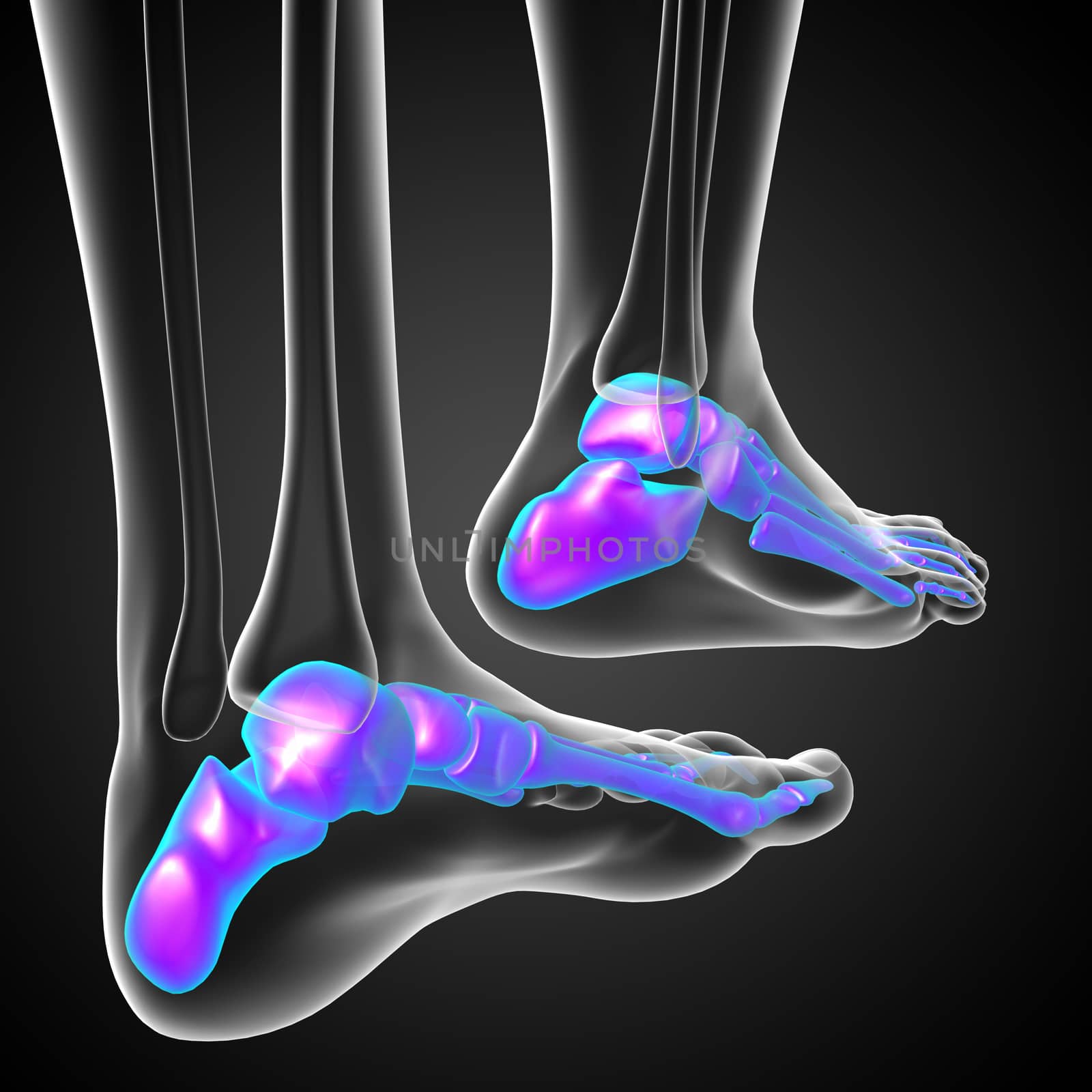 3d render medical illustration of the feet bone - back view