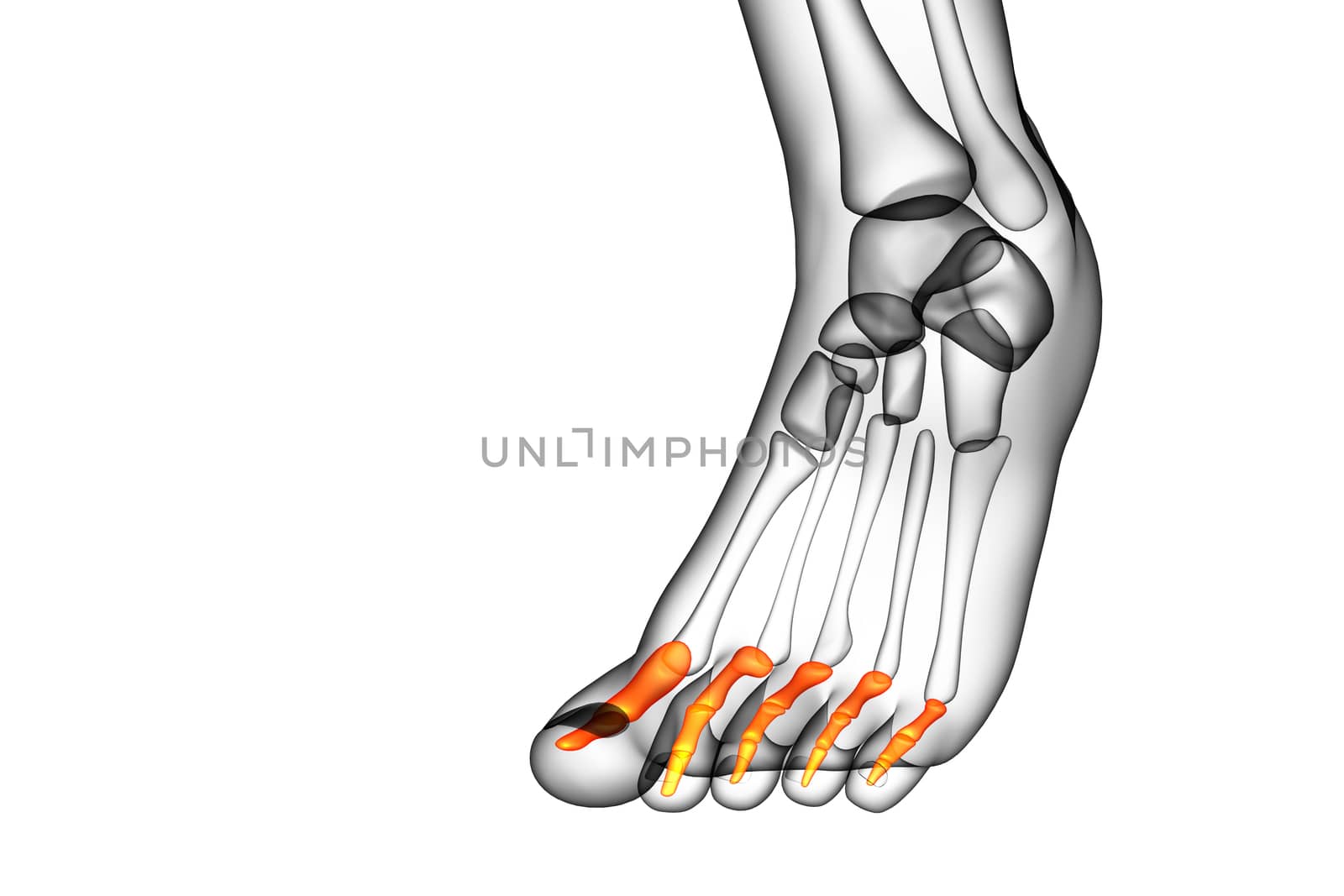 3d render medical illustration of the phalanges foot - front view