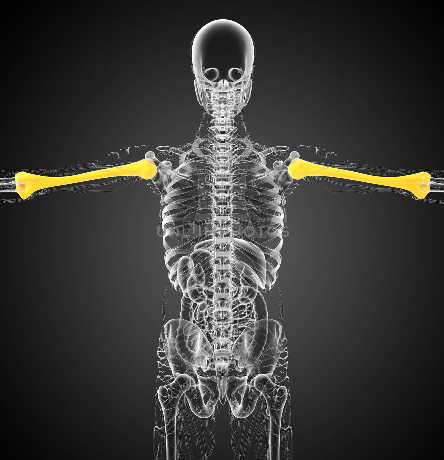 3d render medical 3d illustration of the humerus bone - back view