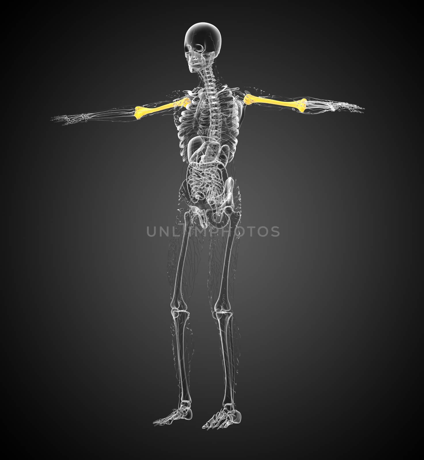 3d render medical 3d illustration of the humerus bone - side view