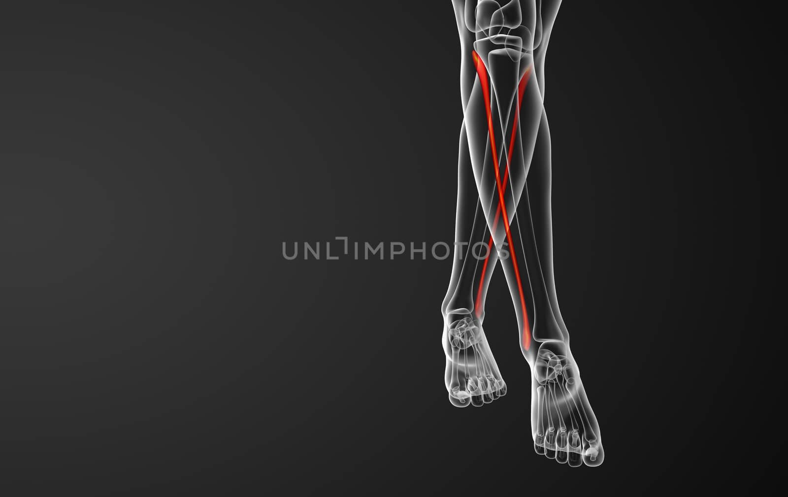 3d rendered illustration of the fibula bone - front view