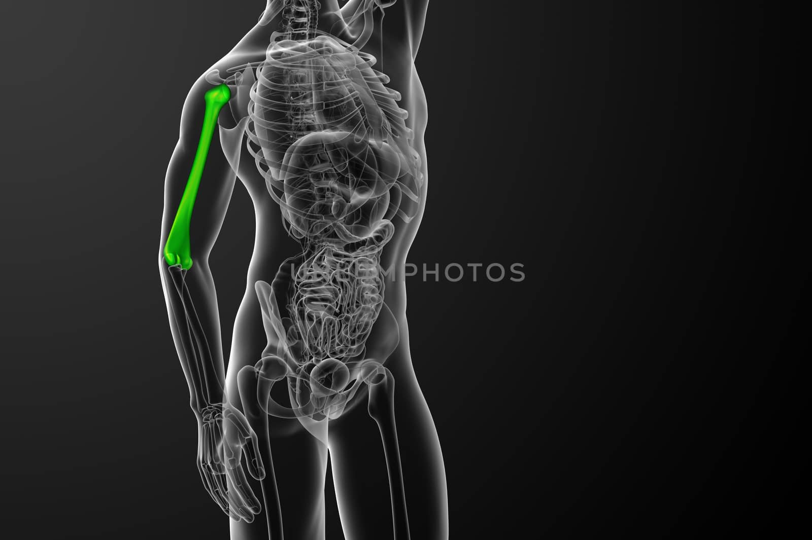 3d render medical 3d illustration of the humerus bone  by maya2008