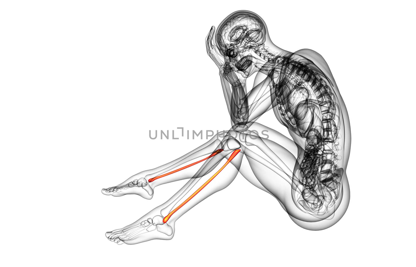 3d rendered illustration of the fibula bone  by maya2008