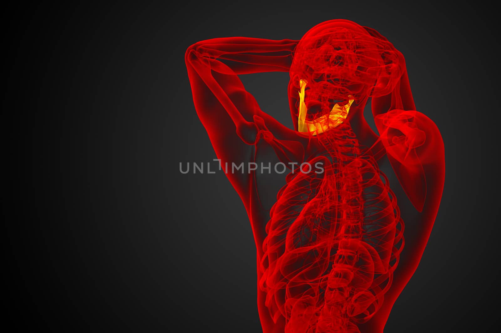 3d rendered illustration - jaw bone - back view