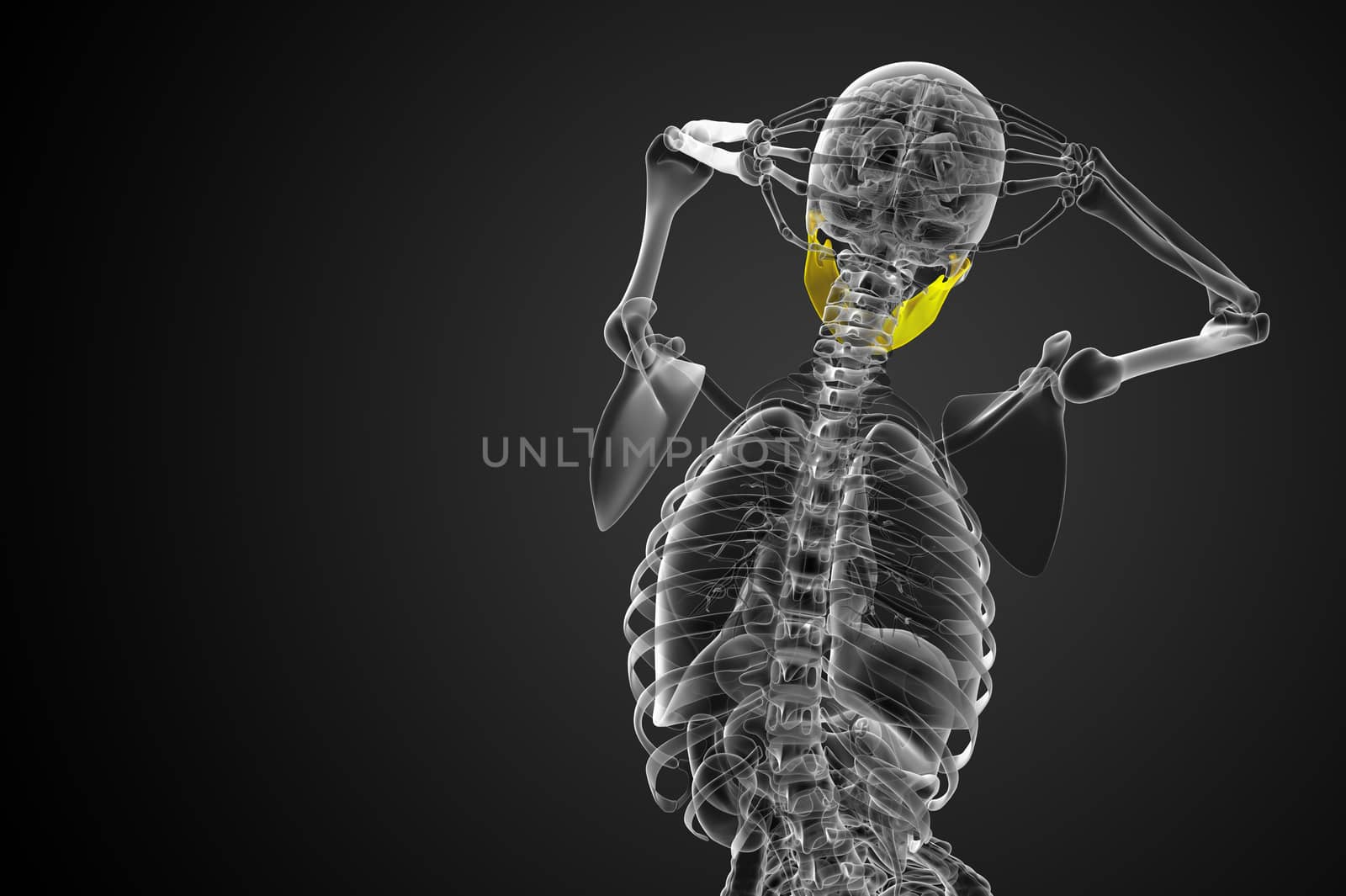 3d rendered illustration - jaw bone - back view