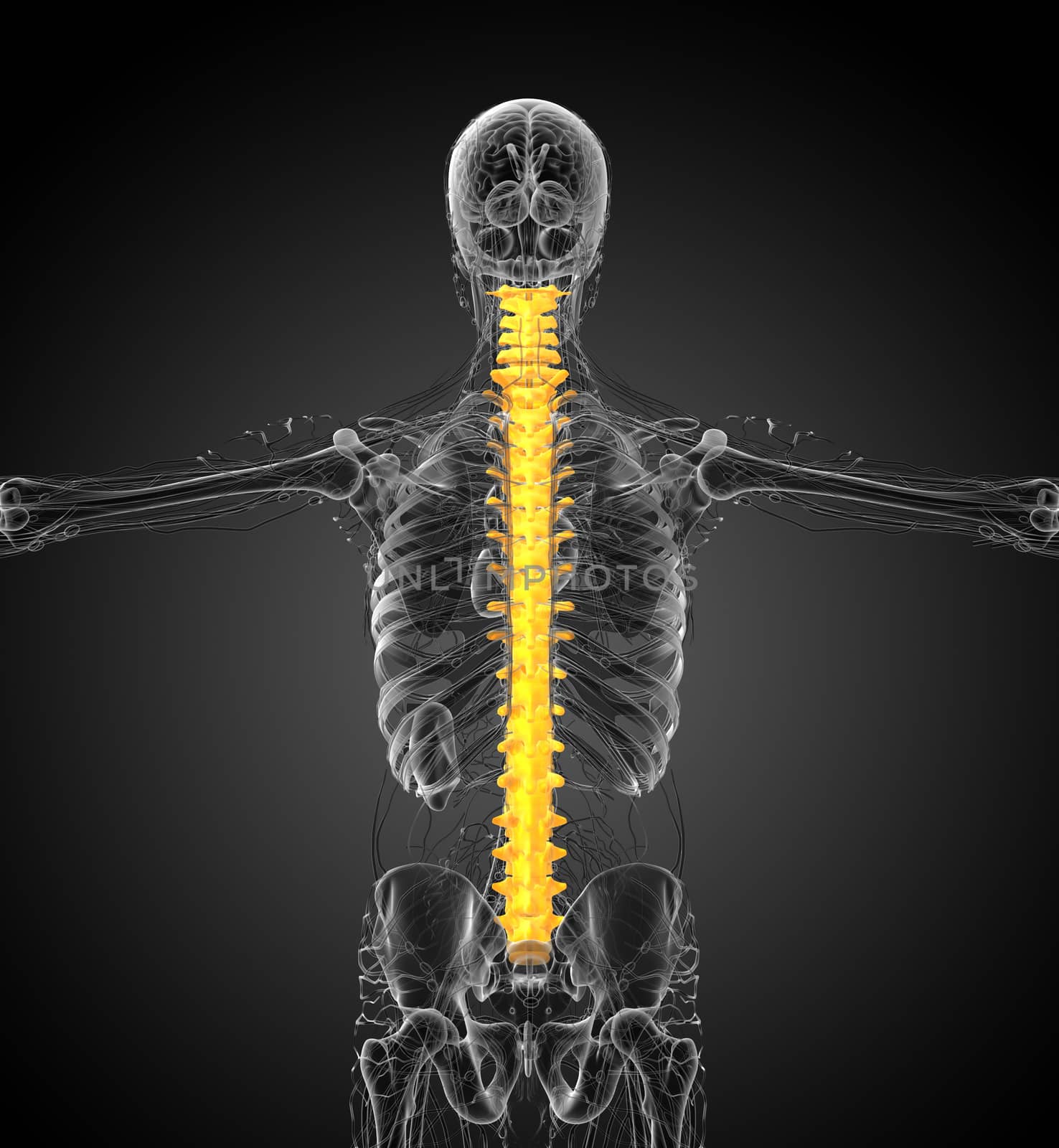 3d render medical illustration of the human spine - back view