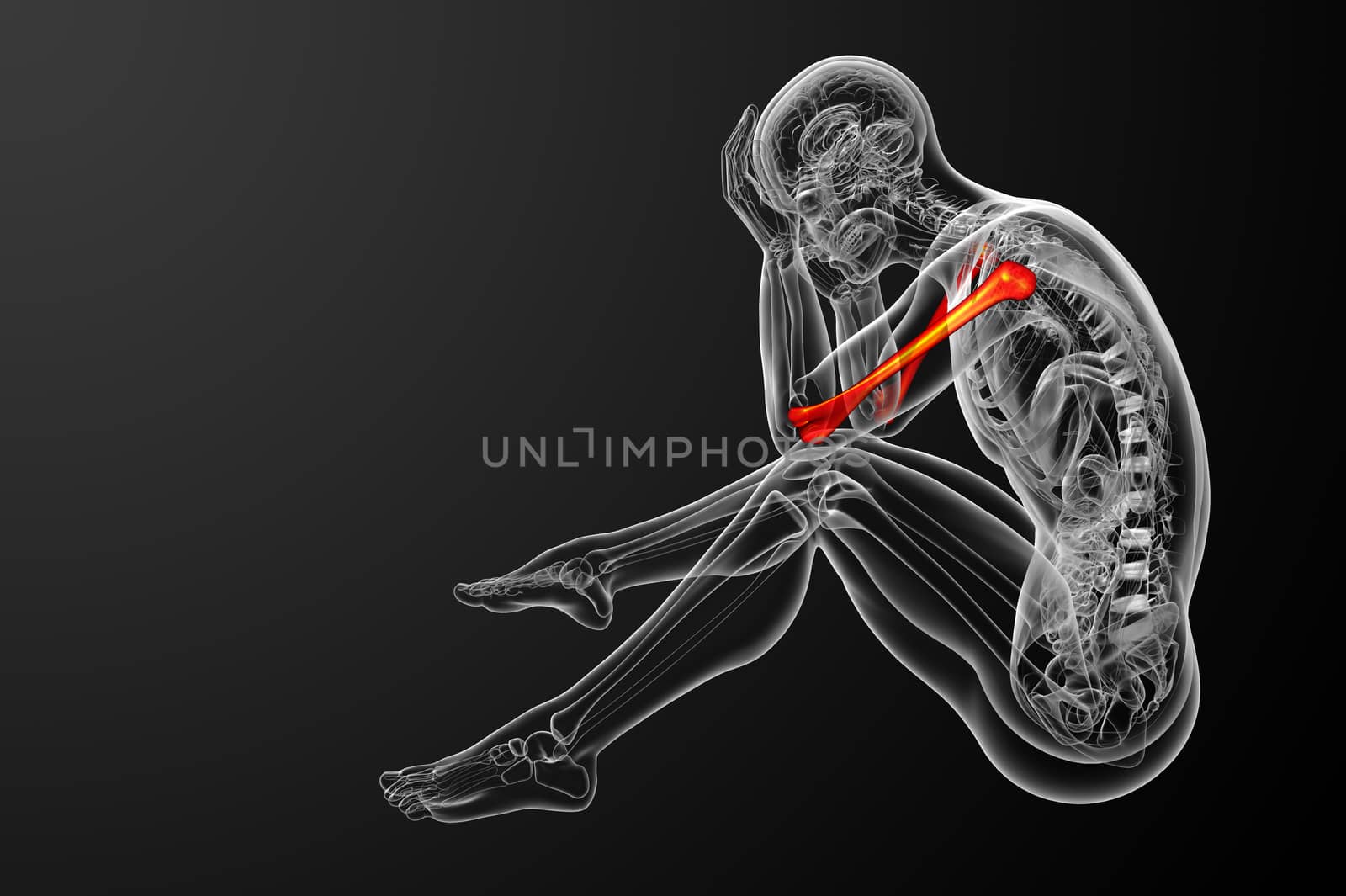 3d render medical 3d illustration of the humerus bone  by maya2008