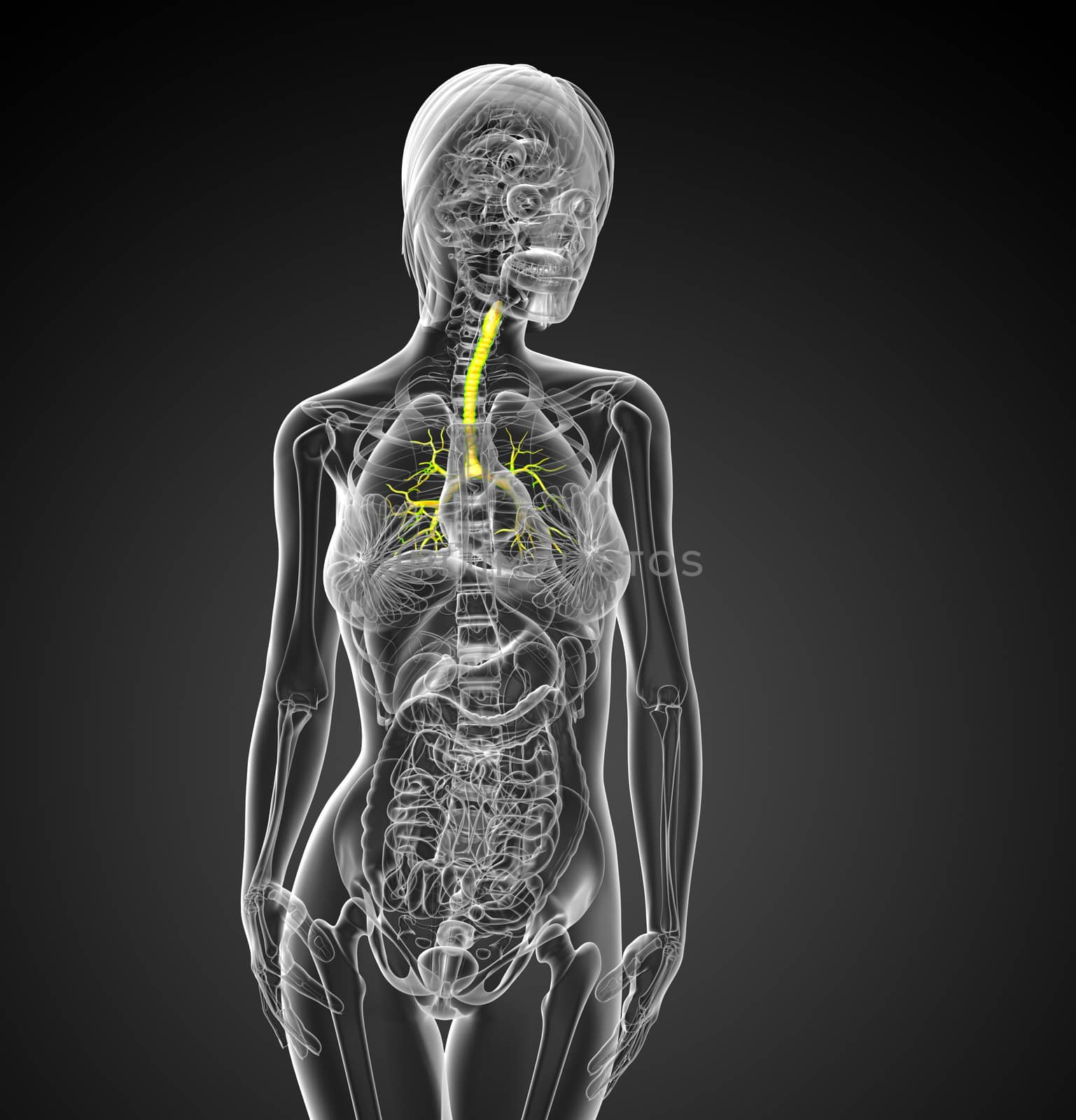 3D medical illustration of the male bronchi - front view