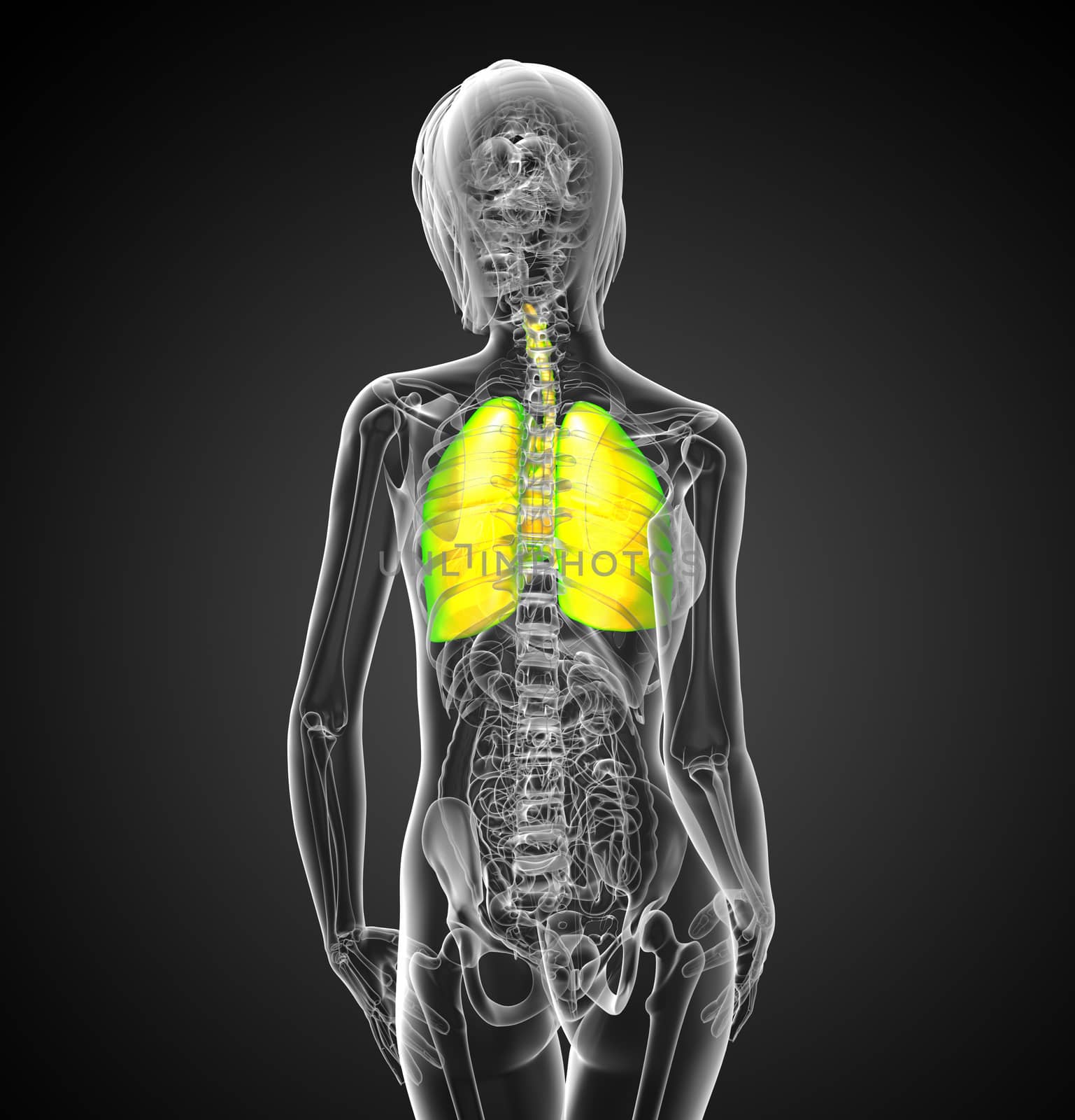 3d render medical illustration of the respiratory system - back view