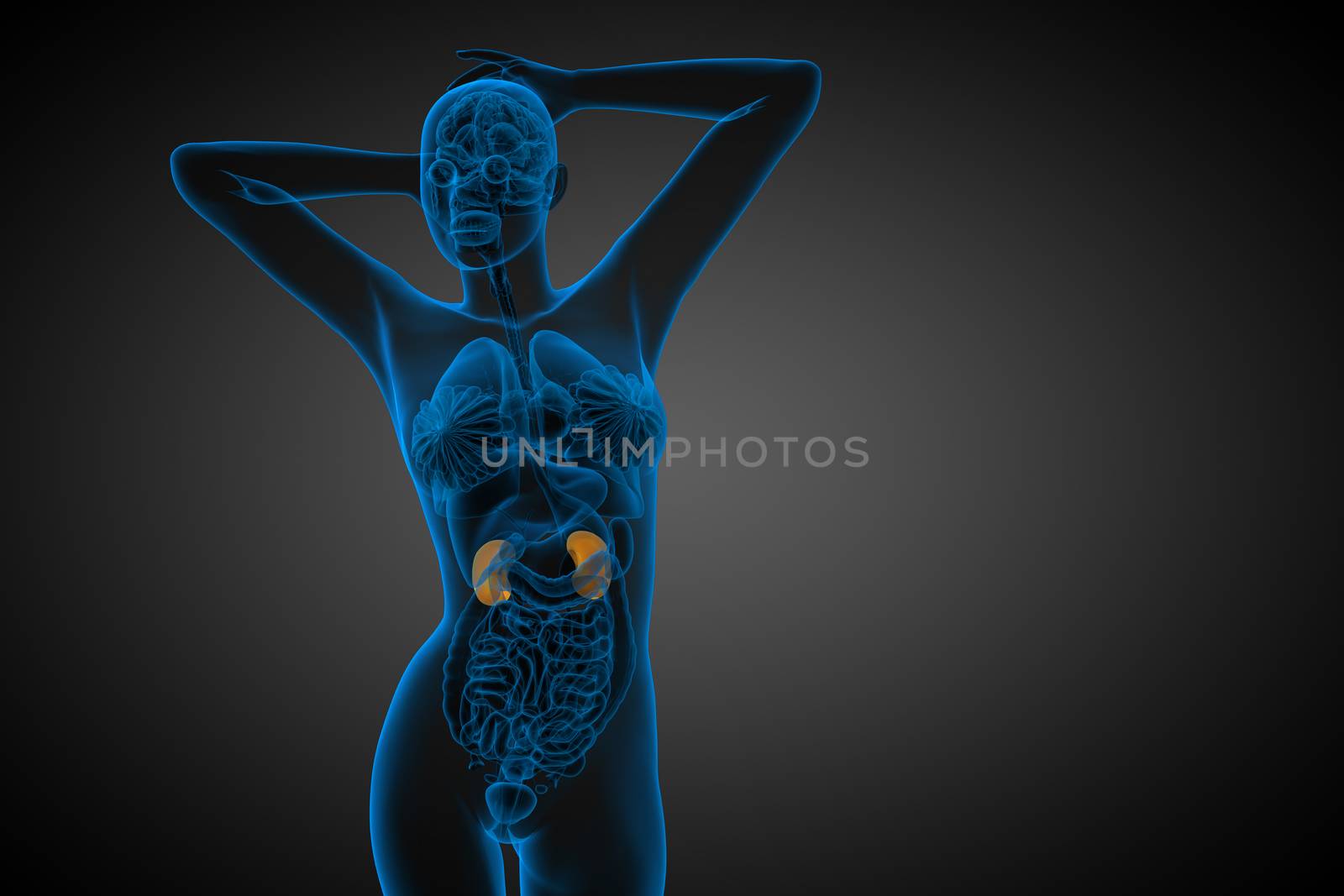 3d render medical illustration of the human kidney - front view