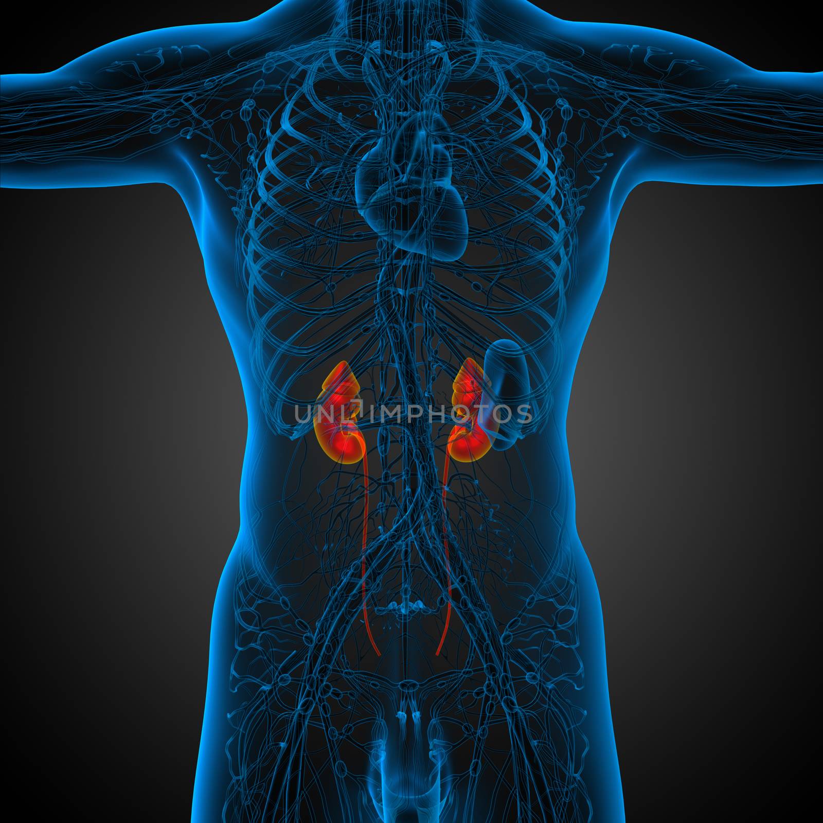 3d render medical illustration of the human kidney - front view