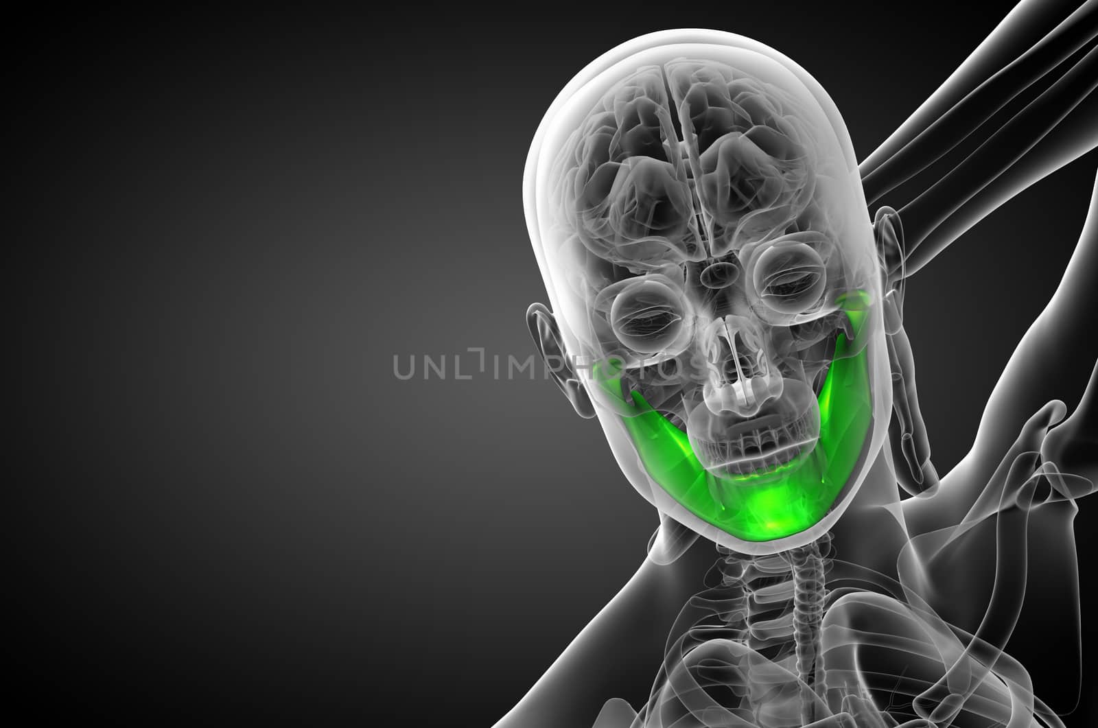 3d rendered illustration - jaw bone by maya2008