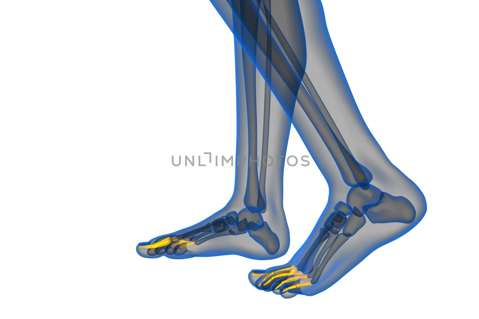 3d render medical illustration of the phalanges foot - side view