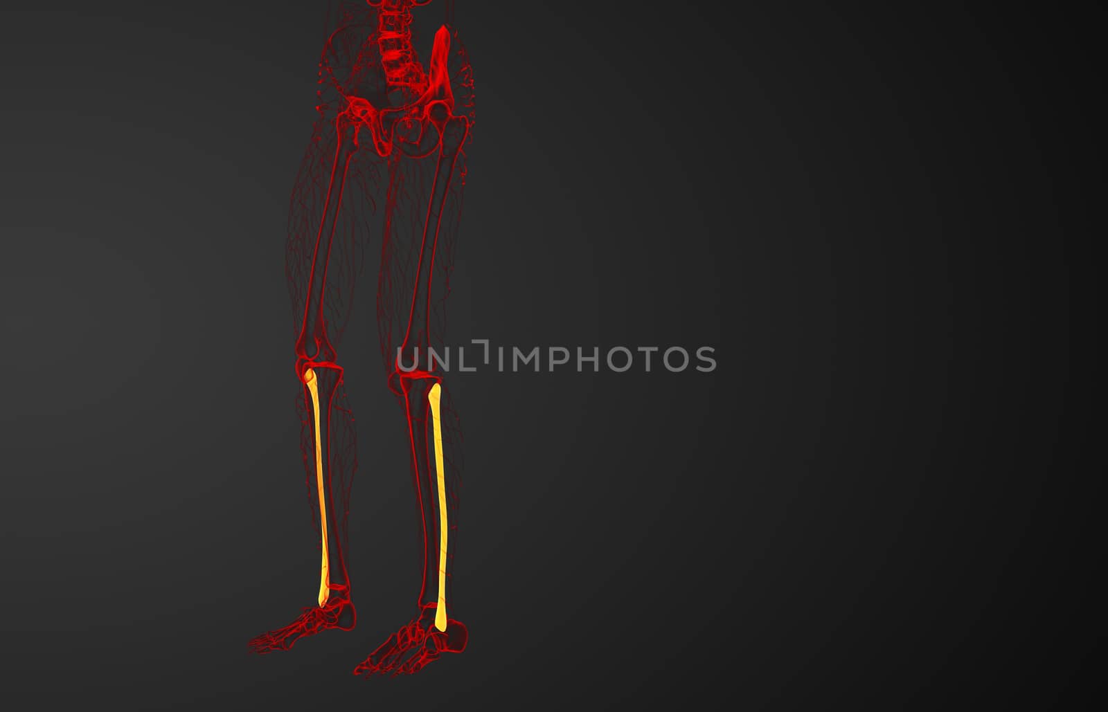 3d rendered illustration of the fibula bone - side view