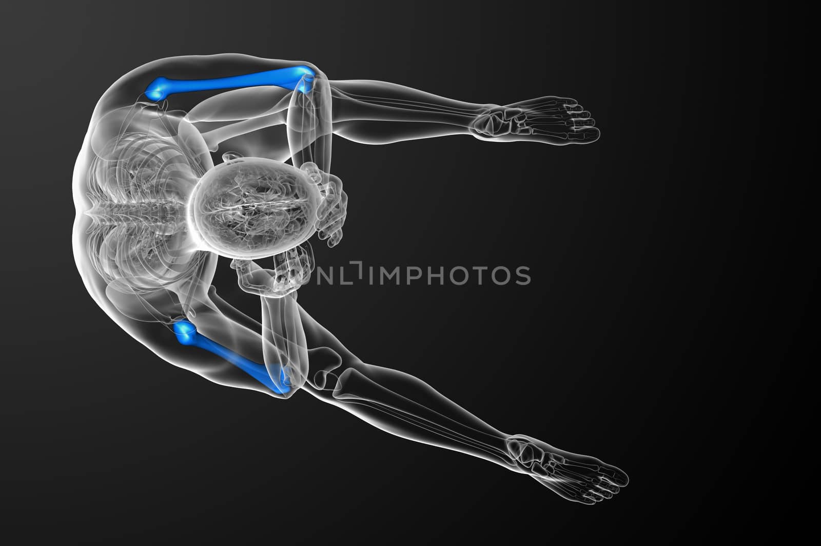 3d render medical 3d illustration of the humerus bone by maya2008