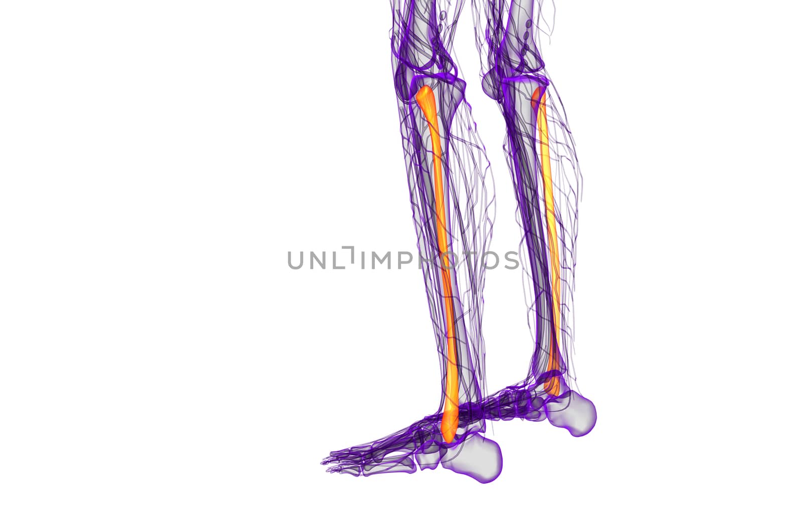 3d rendered illustration of the fibula bone - side view