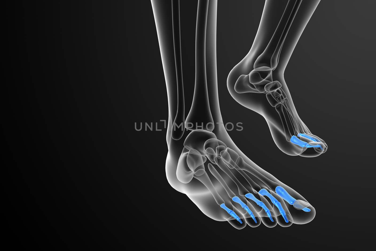 3d render medical illustration of the phalanges foot - front view