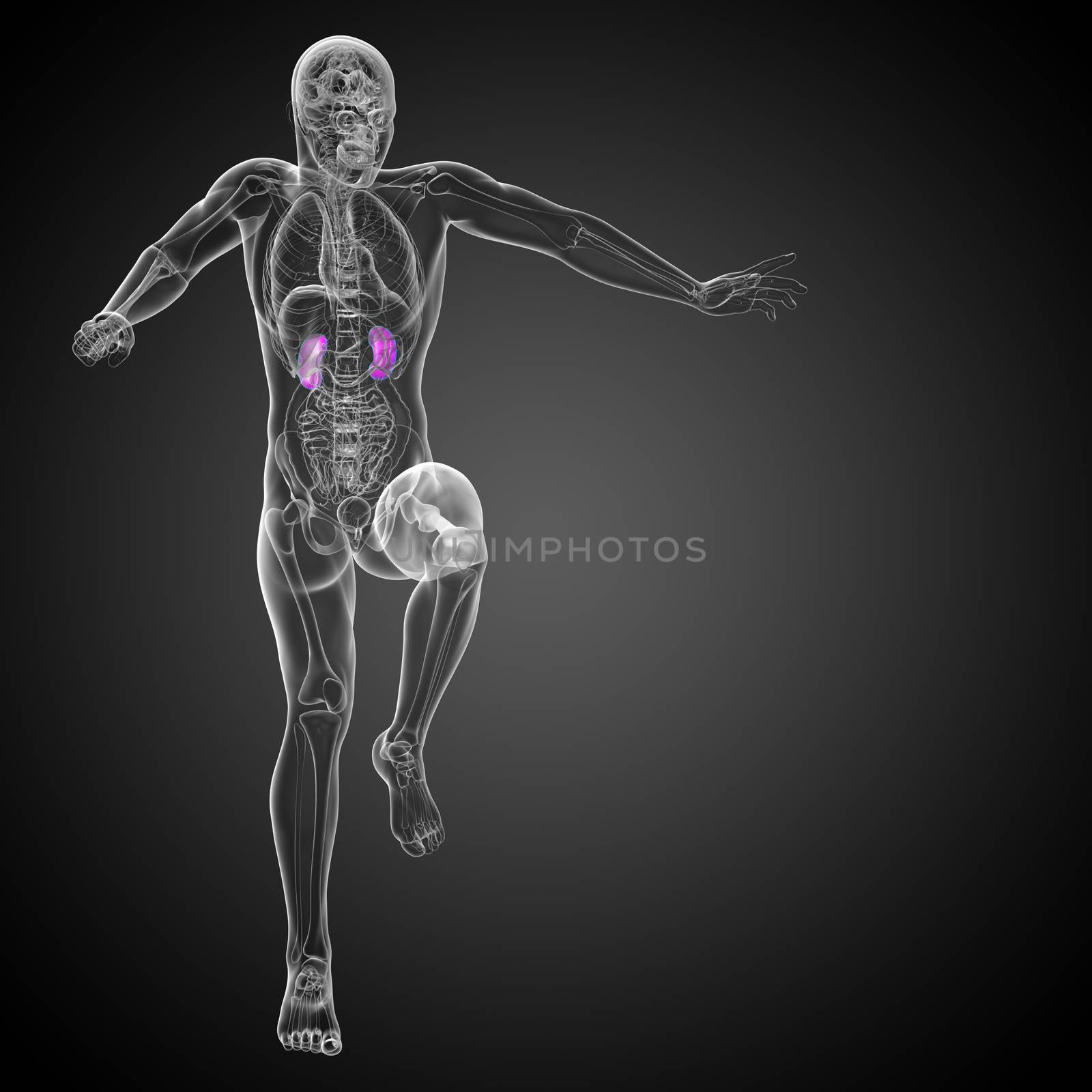 3d render medical illustration of the human kidney - front view