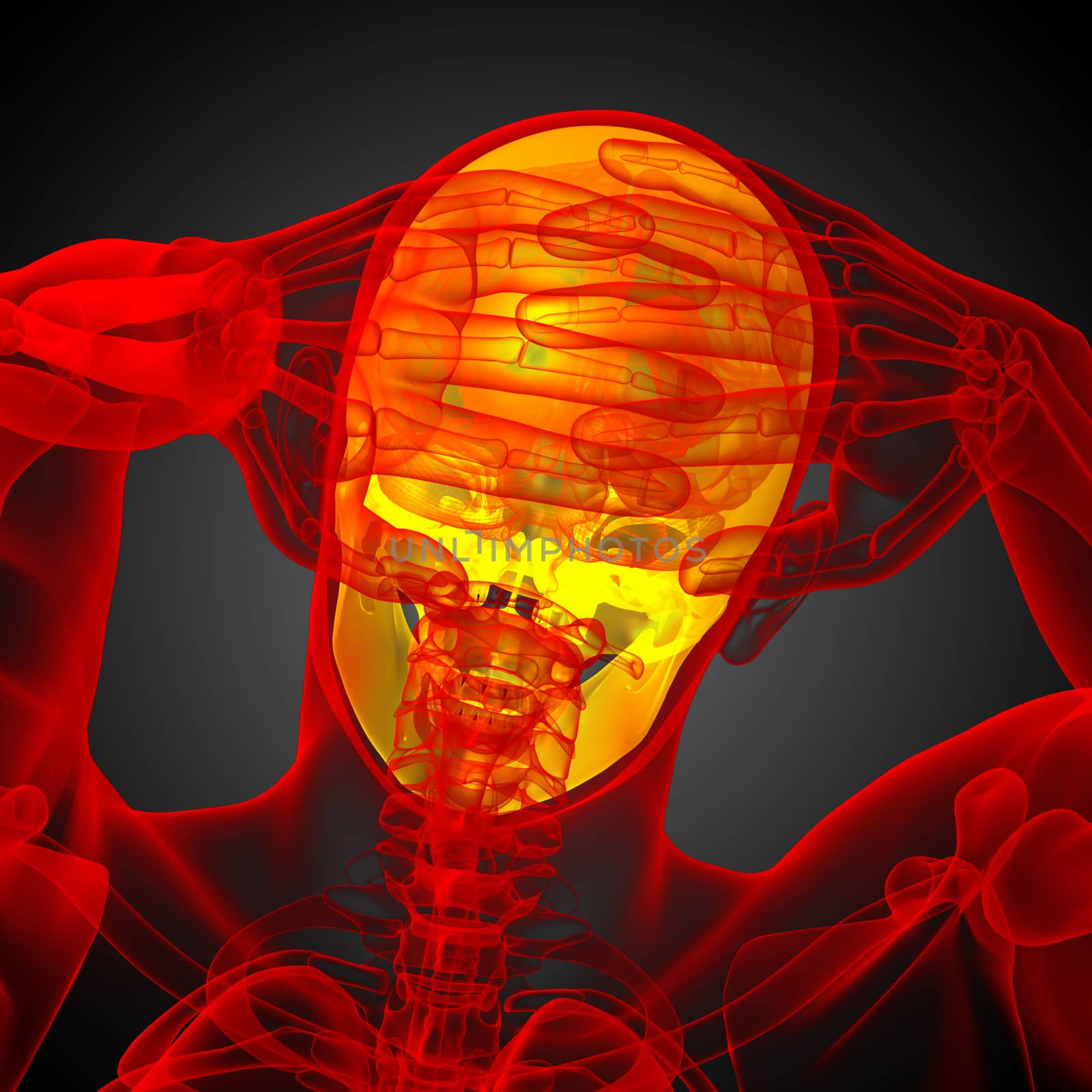 3d render medical illustration of the skull - back view