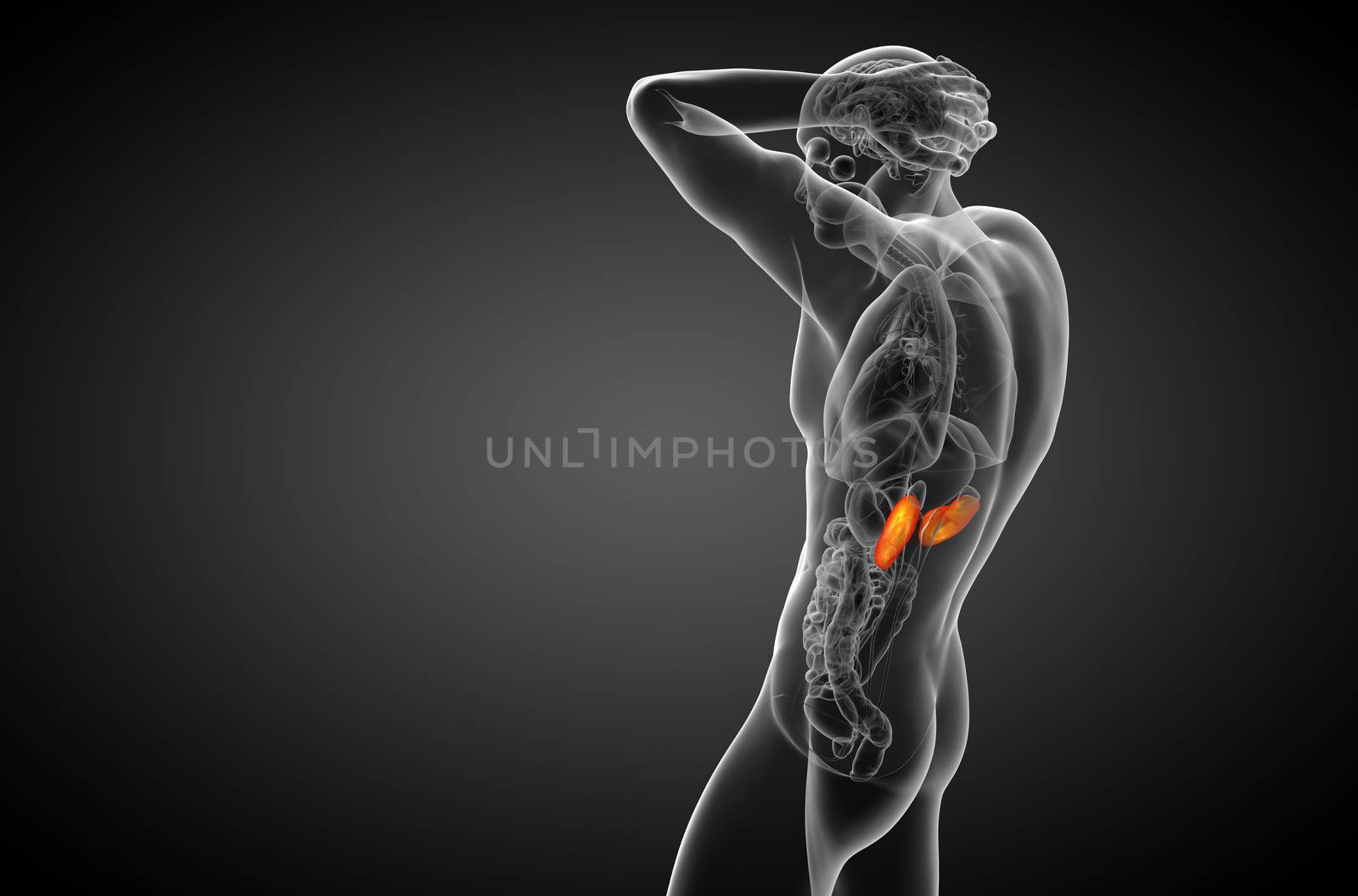 3d render medical illustration of the human kidney - side view