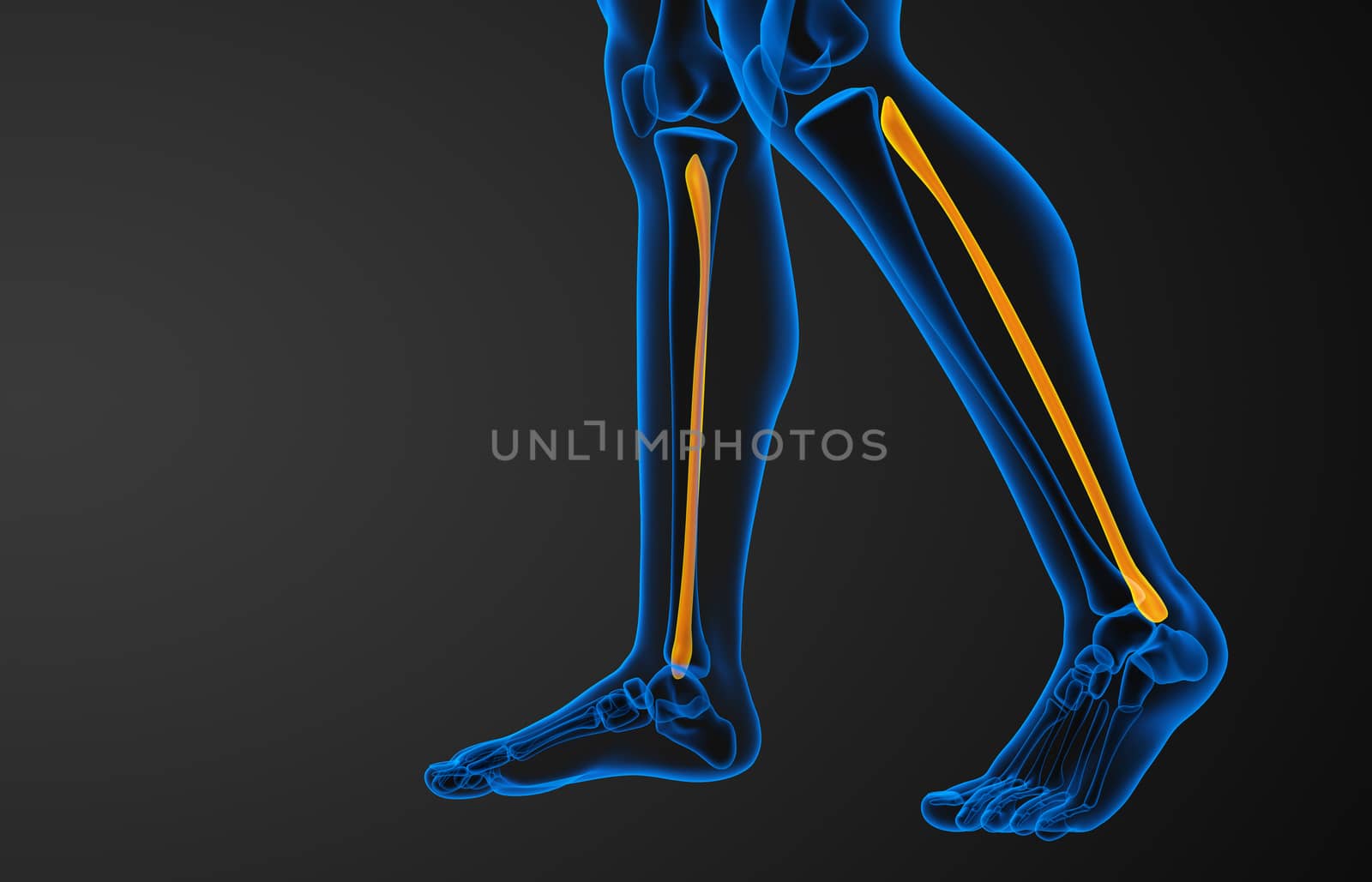 3d rendered illustration of the fibula bone - side view