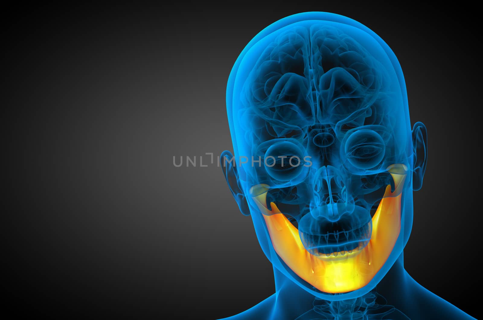 3d rendered illustration - jaw bone - front view