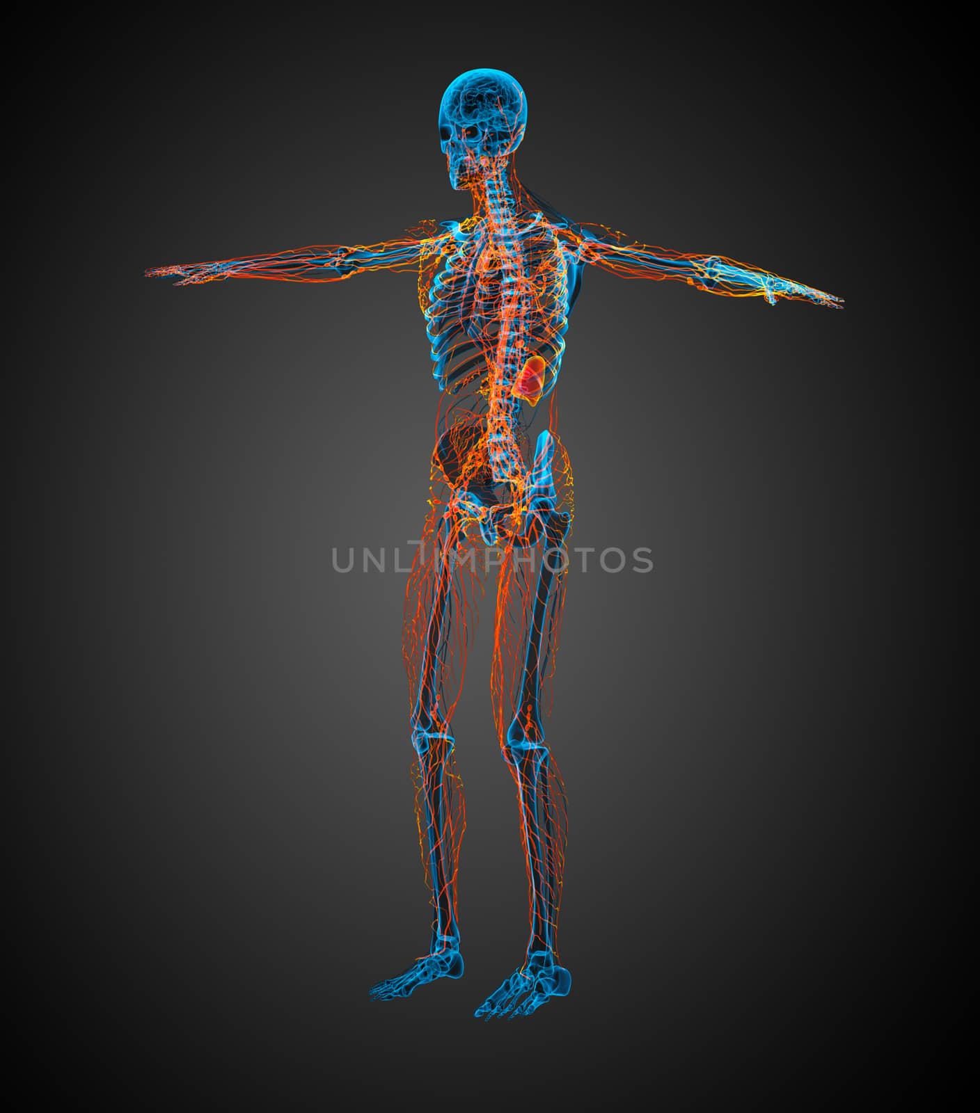 3d render medical illustration of the lymphatic system - side view