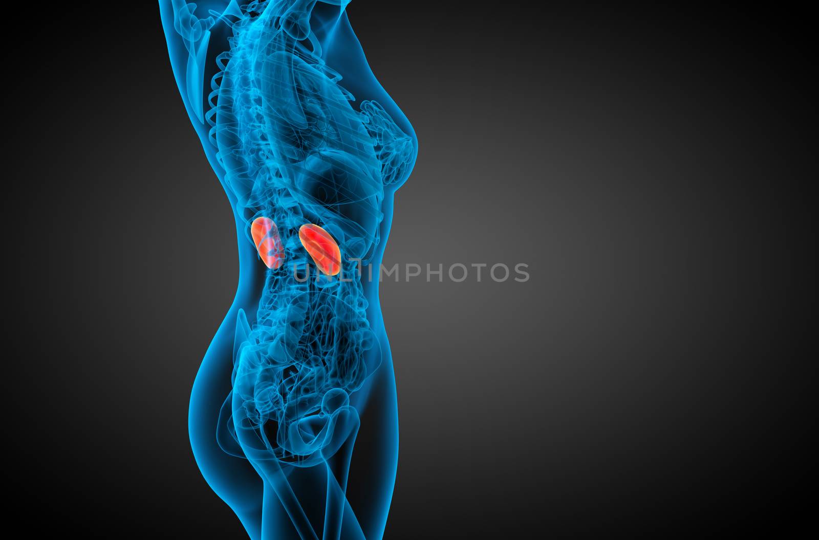 3d render medical illustration of the human kidney by maya2008