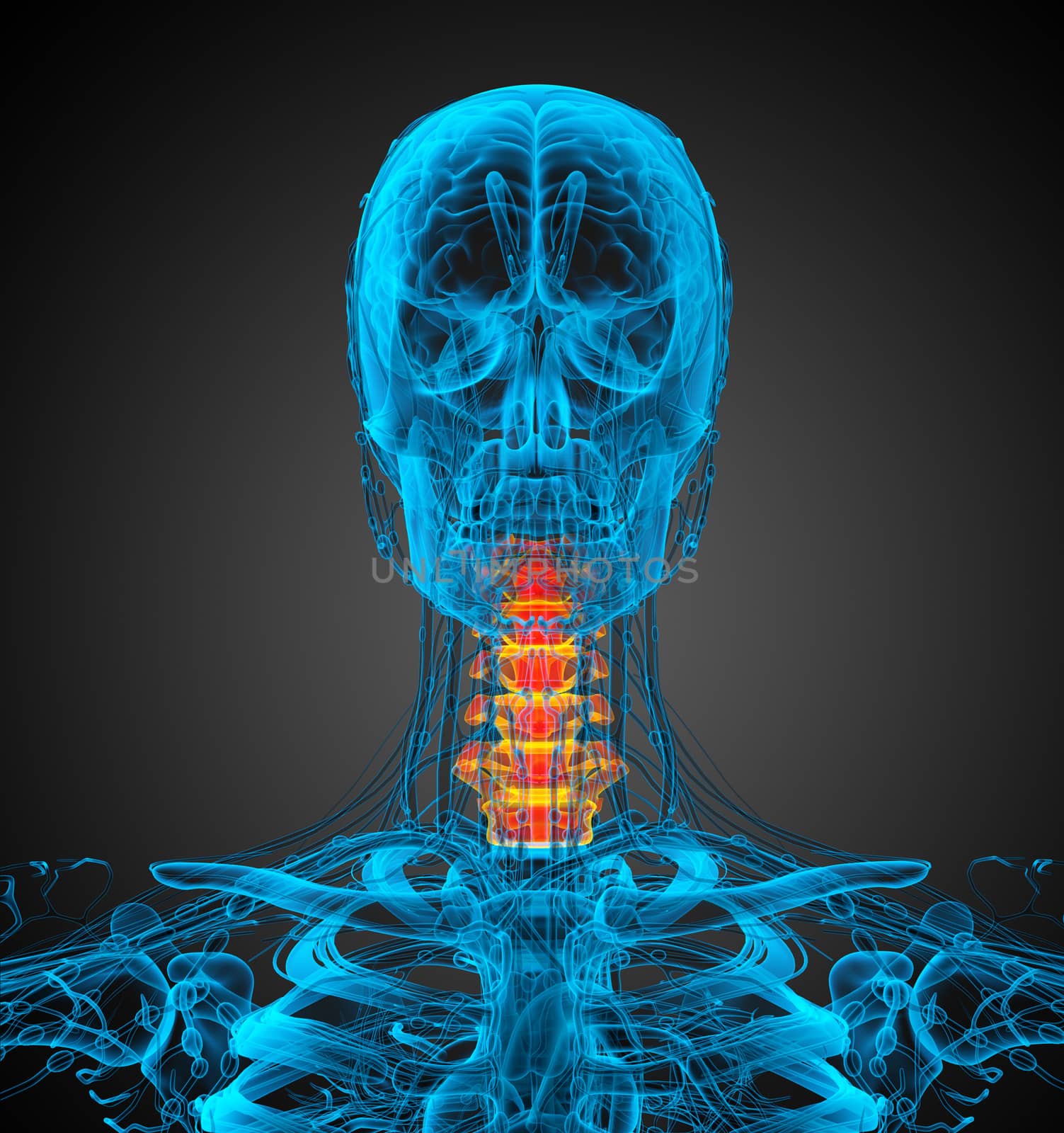 3d render medical illustration of the neck bone - front view