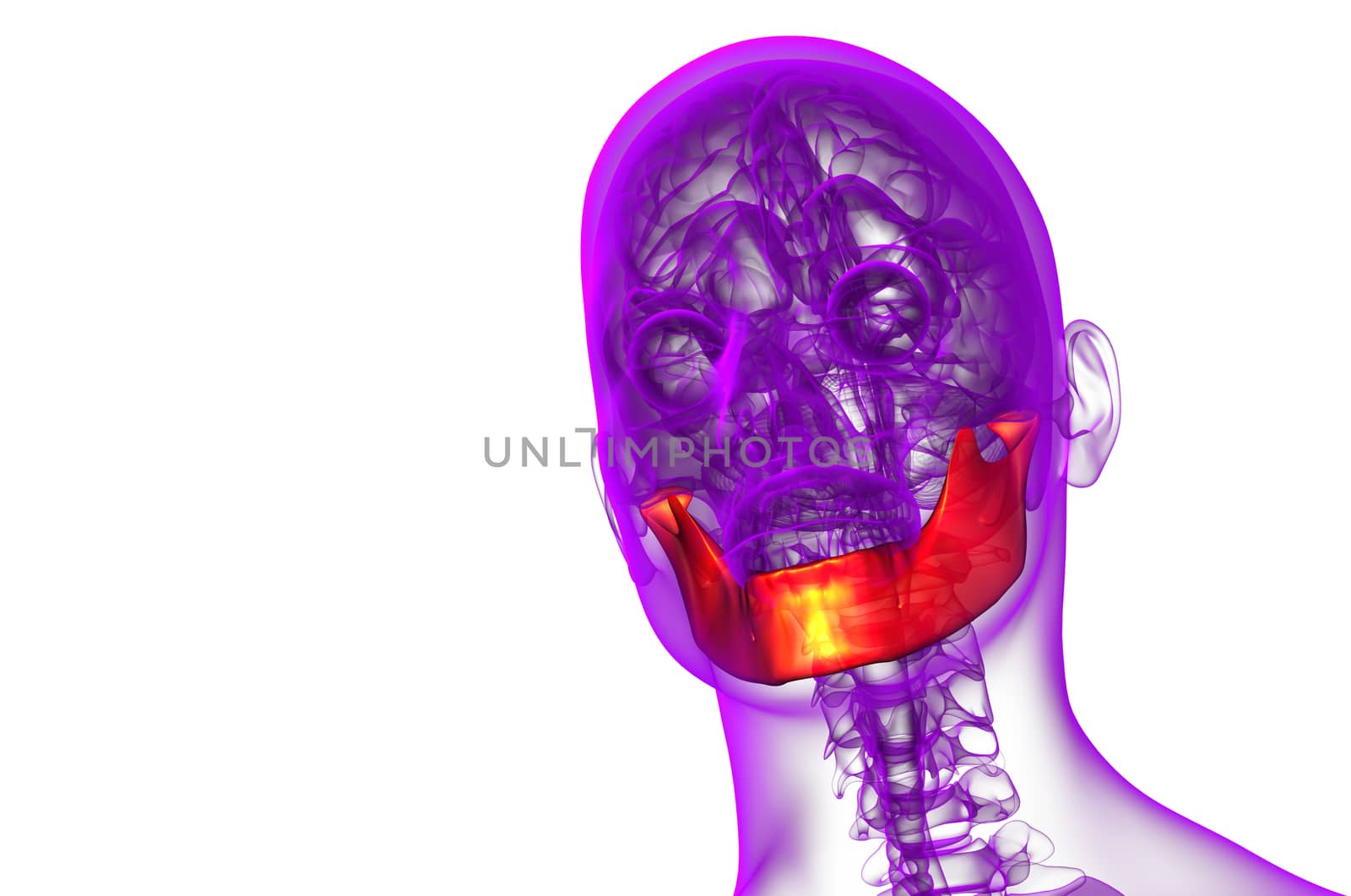 3d rendered illustration - jaw bone - front view