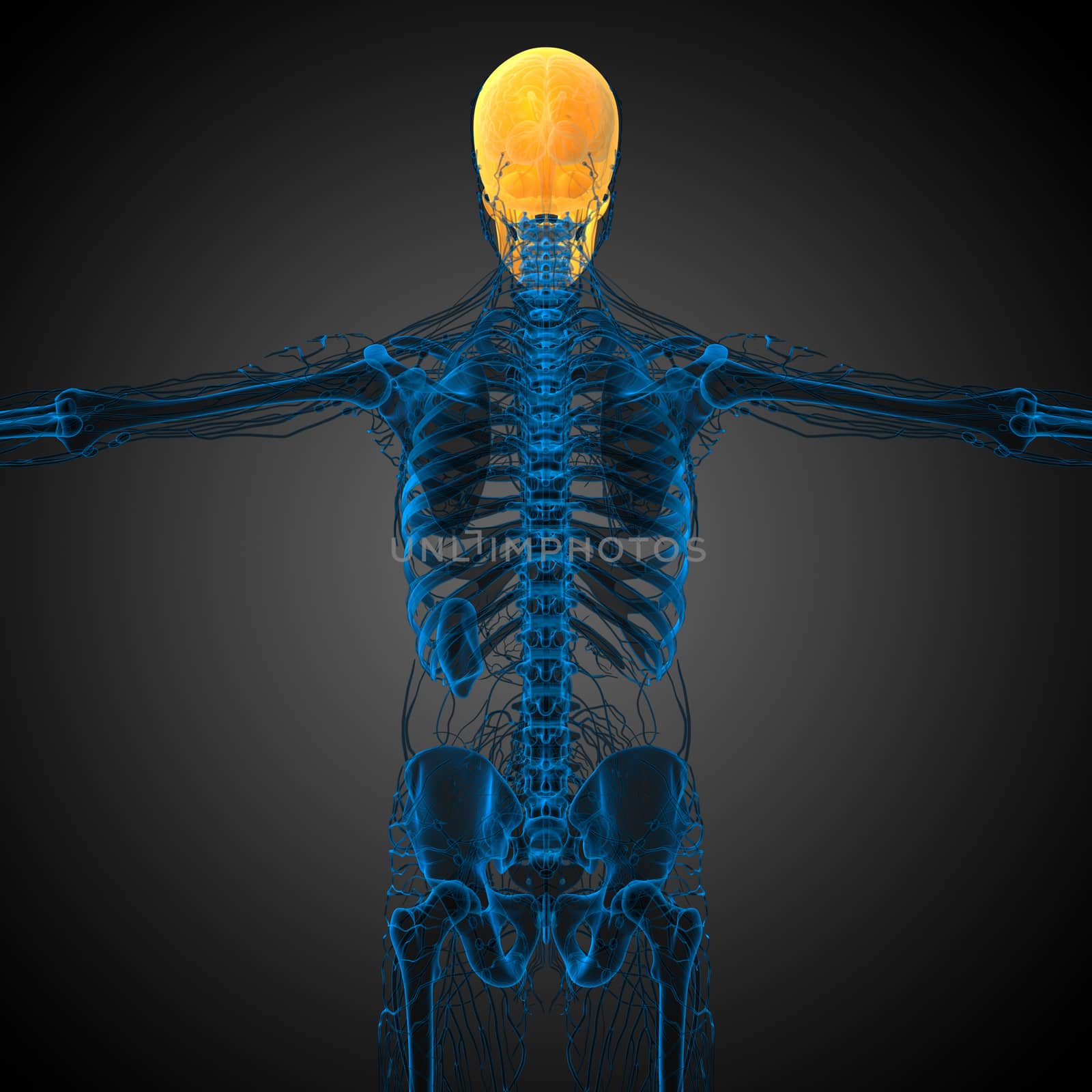 3d render medical illustration of the skull  by maya2008