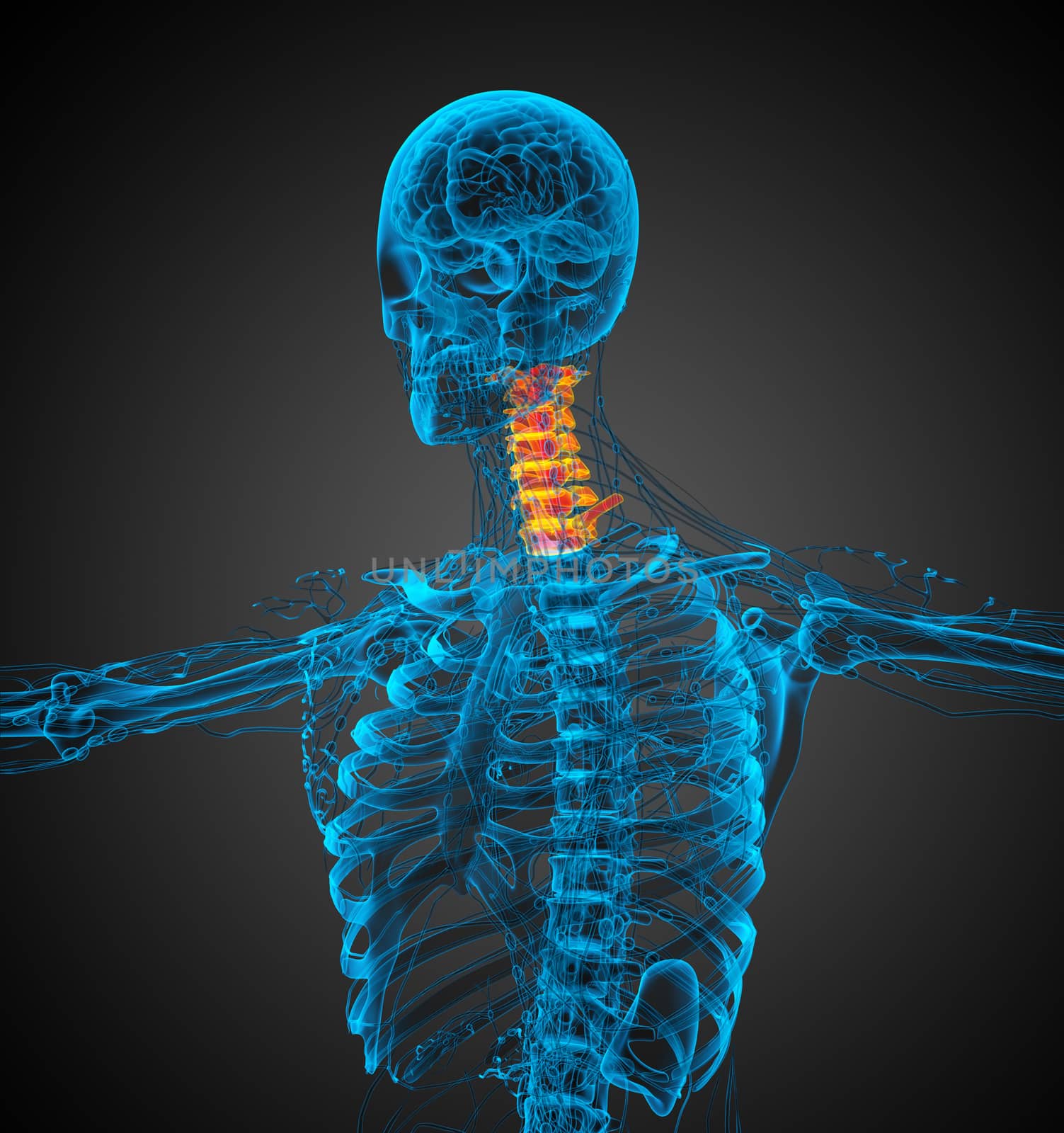 3d render medical illustration of the neck bone - side view