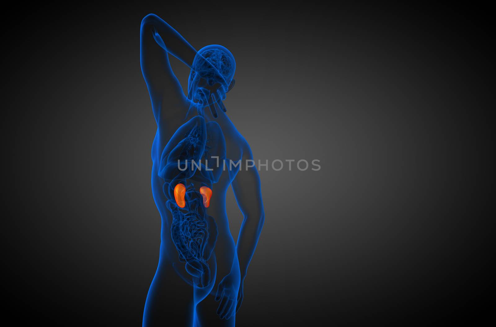 3d render medical illustration of the human kidney - side view