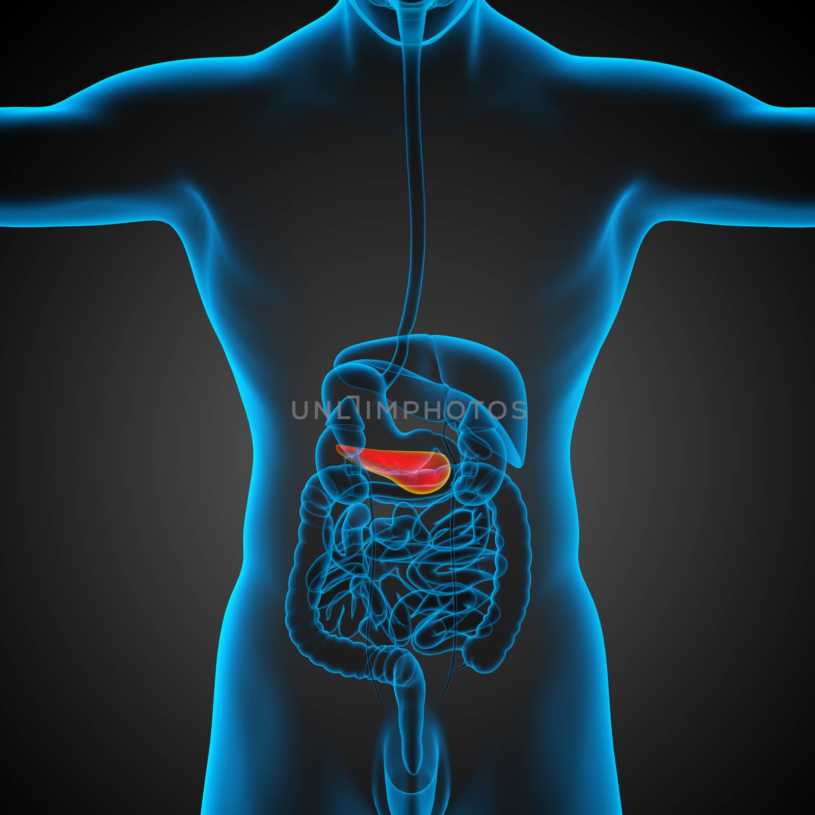 3d render medical illustration of the pancrease - back view