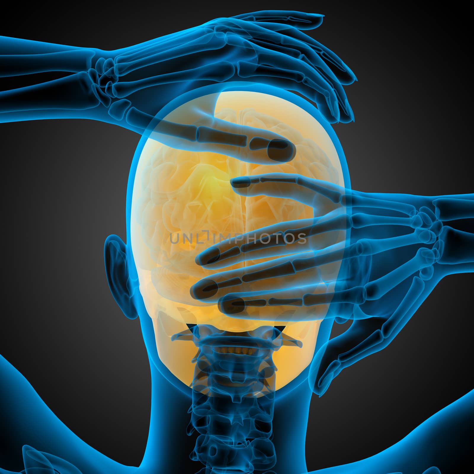 3d render medical illustration of the skull - back view