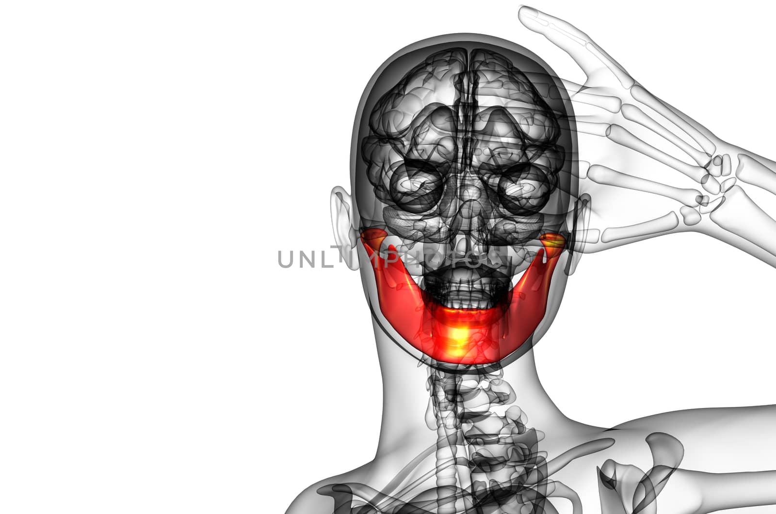 3d rendered illustration - jaw bone by maya2008