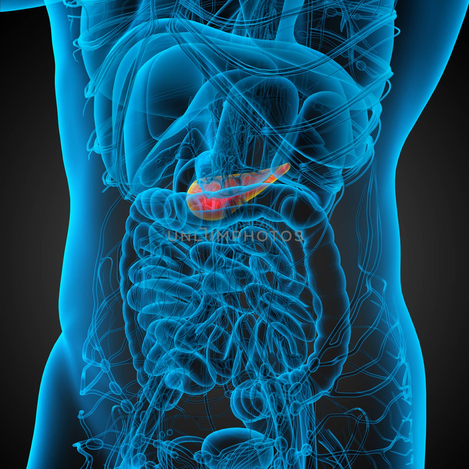 3d render medical illustration of the pancrease - side view